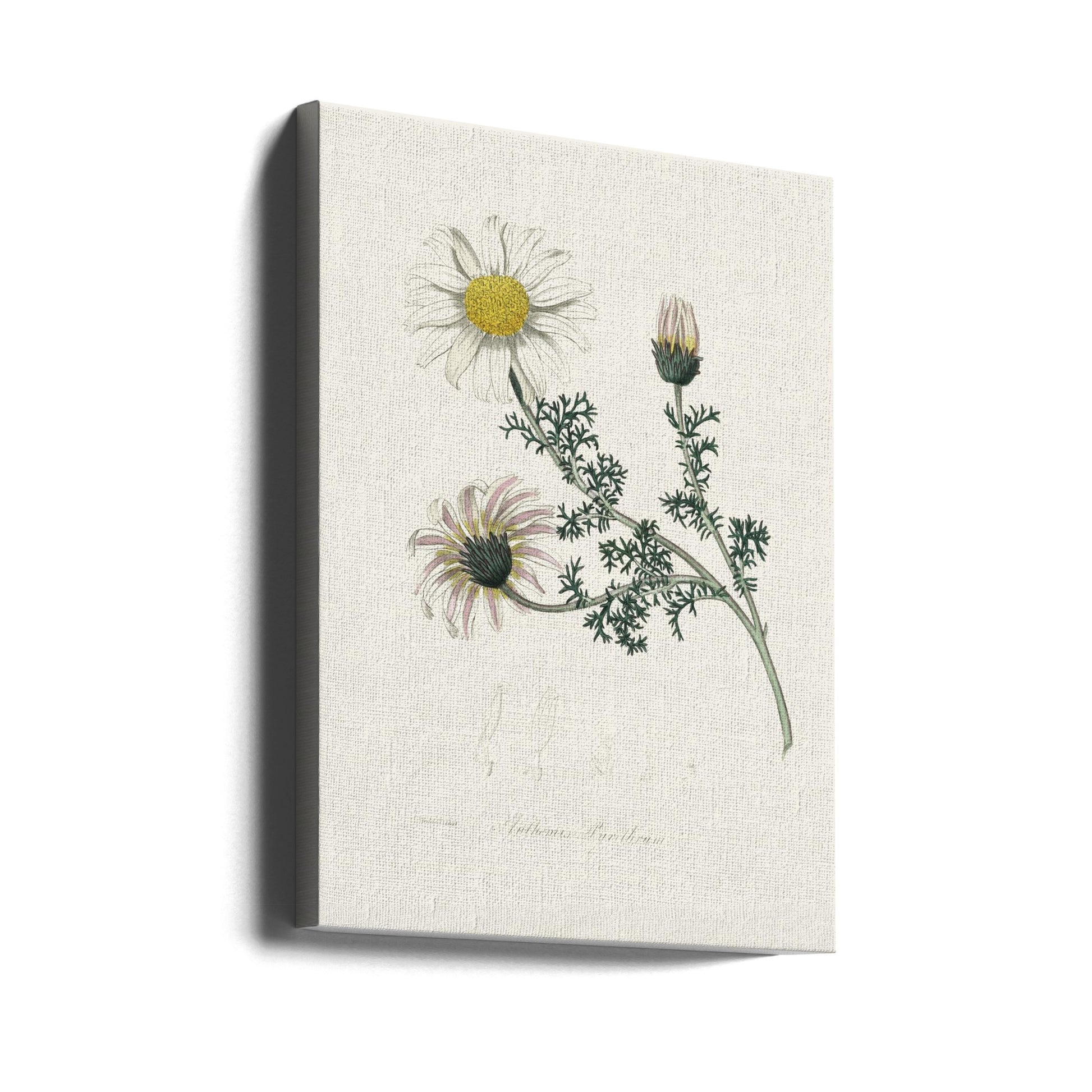 Mount Atlas Daisy by John Stephenson And James Morss Churchill | Vintage Botanical Illustration, Large Canvas Wall Art Print | Artsy Earth