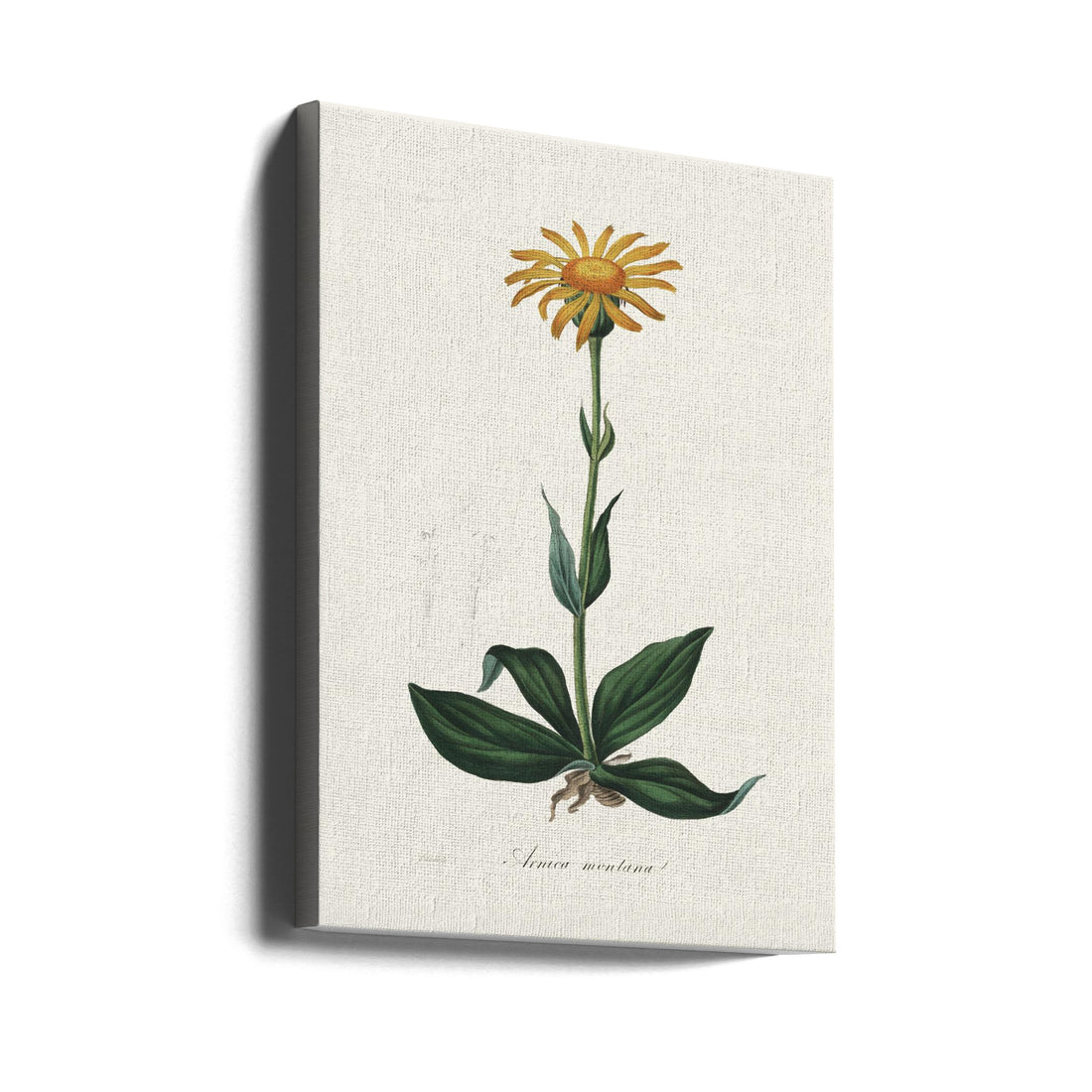 Mountain Arnica Botanical by John Stephenson And James Morss Churchill | Vintage Botanical Illustration, Large Canvas Wall Art Print | Artsy Earth