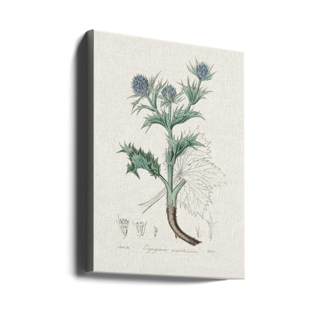 Sea Holly Medical Botany by John Stephenson And James Morss Churchill | Vintage Botanical Illustration, Large Canvas Wall Art Print | Artsy Earth