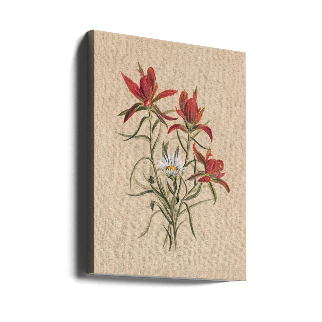 Indian Paintbrush by Mary Vaux Walcott | Vintage Botanical Watercolor, Large Canvas Wall Art Print | Artsy Earth