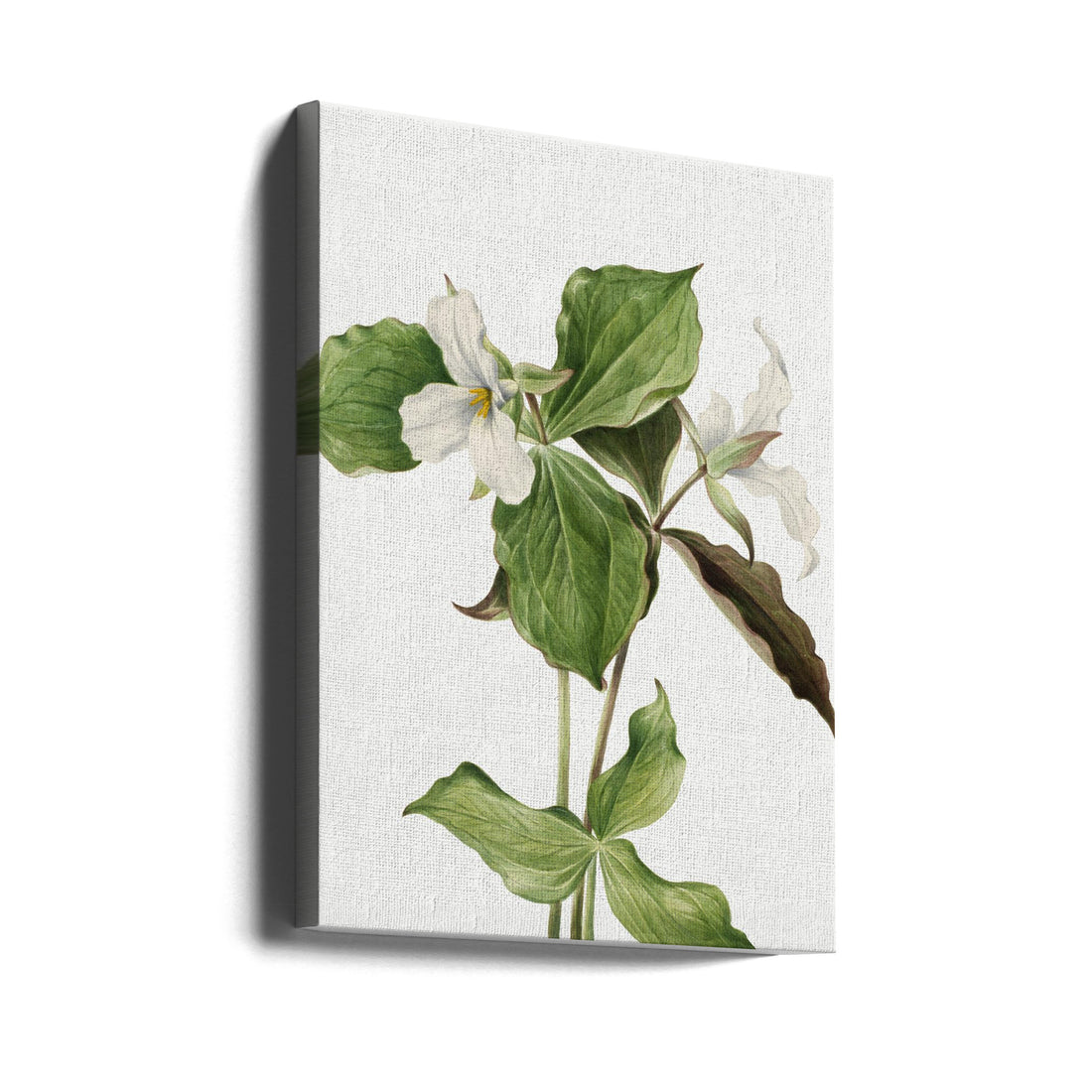 Large White Trillium by Mary Vaux Walcott | Vintage Botanical Watercolor, Large Canvas Wall Art Print | Artsy Earth