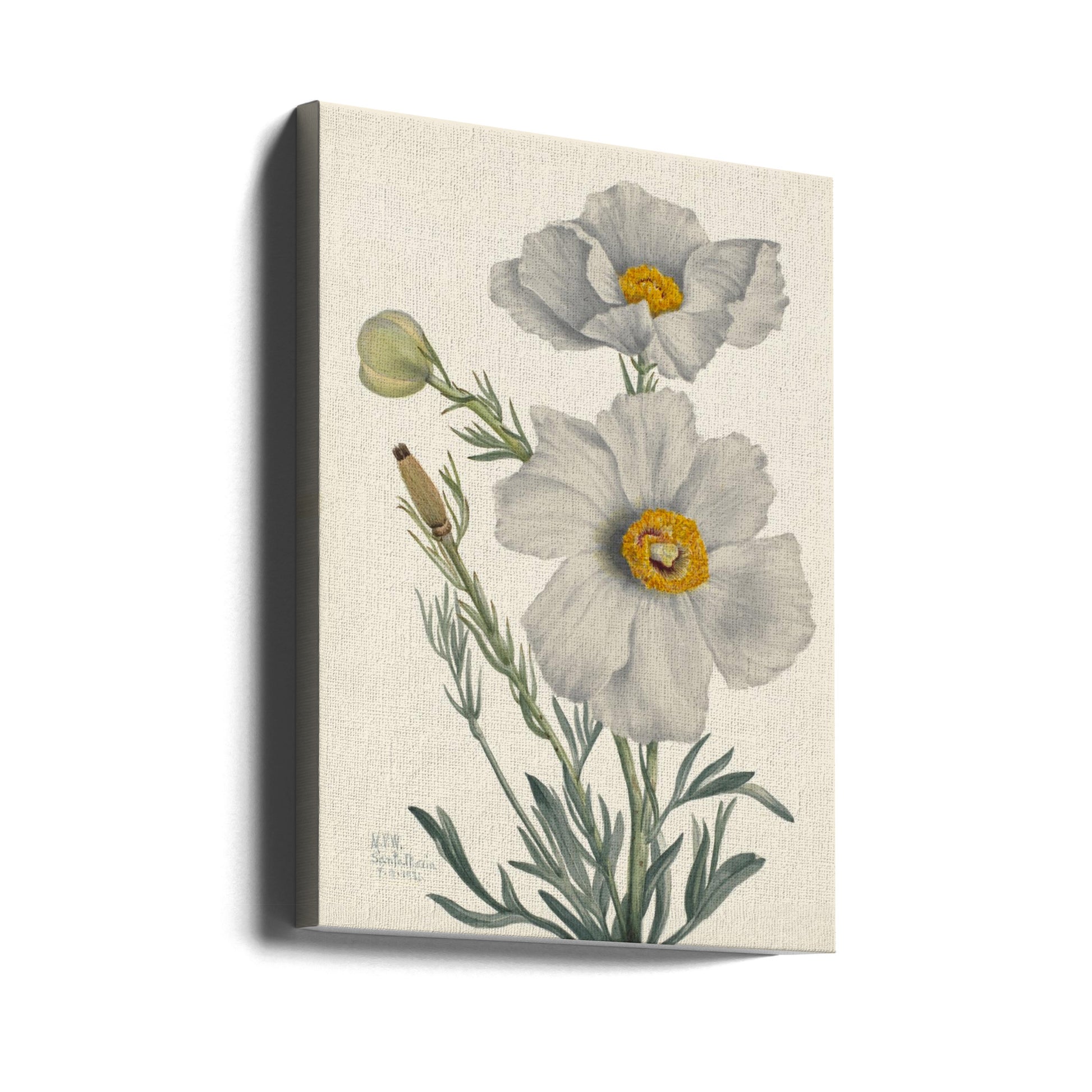 Matilija Poppy by Mary Vaux Walcott | Vintage Botanical Watercolor, Large Canvas Wall Art Print | Artsy Earth