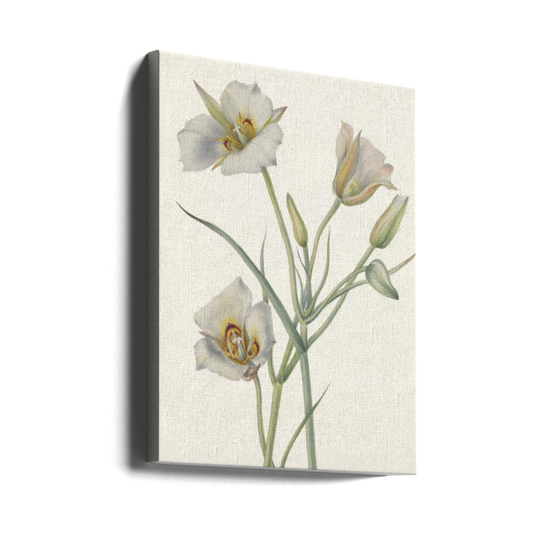 Sego Lily by Mary Vaux Walcott | Vintage Botanical Watercolor, Large Canvas Wall Art Print | Artsy Earth