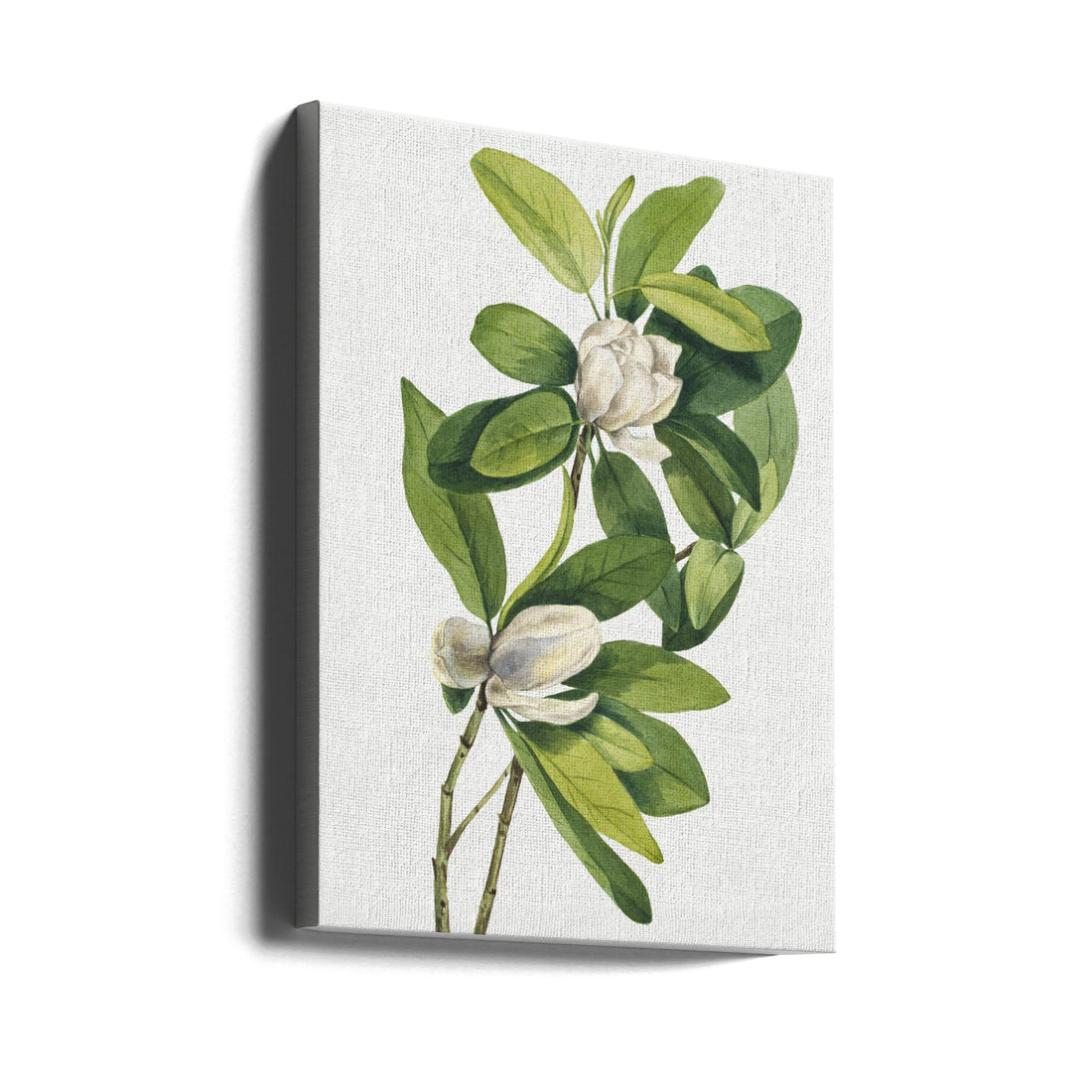 Swamp Magnolia by Mary Vaux Walcott | Vintage Botanical Watercolor, Large Canvas Wall Art Print | Artsy Earth