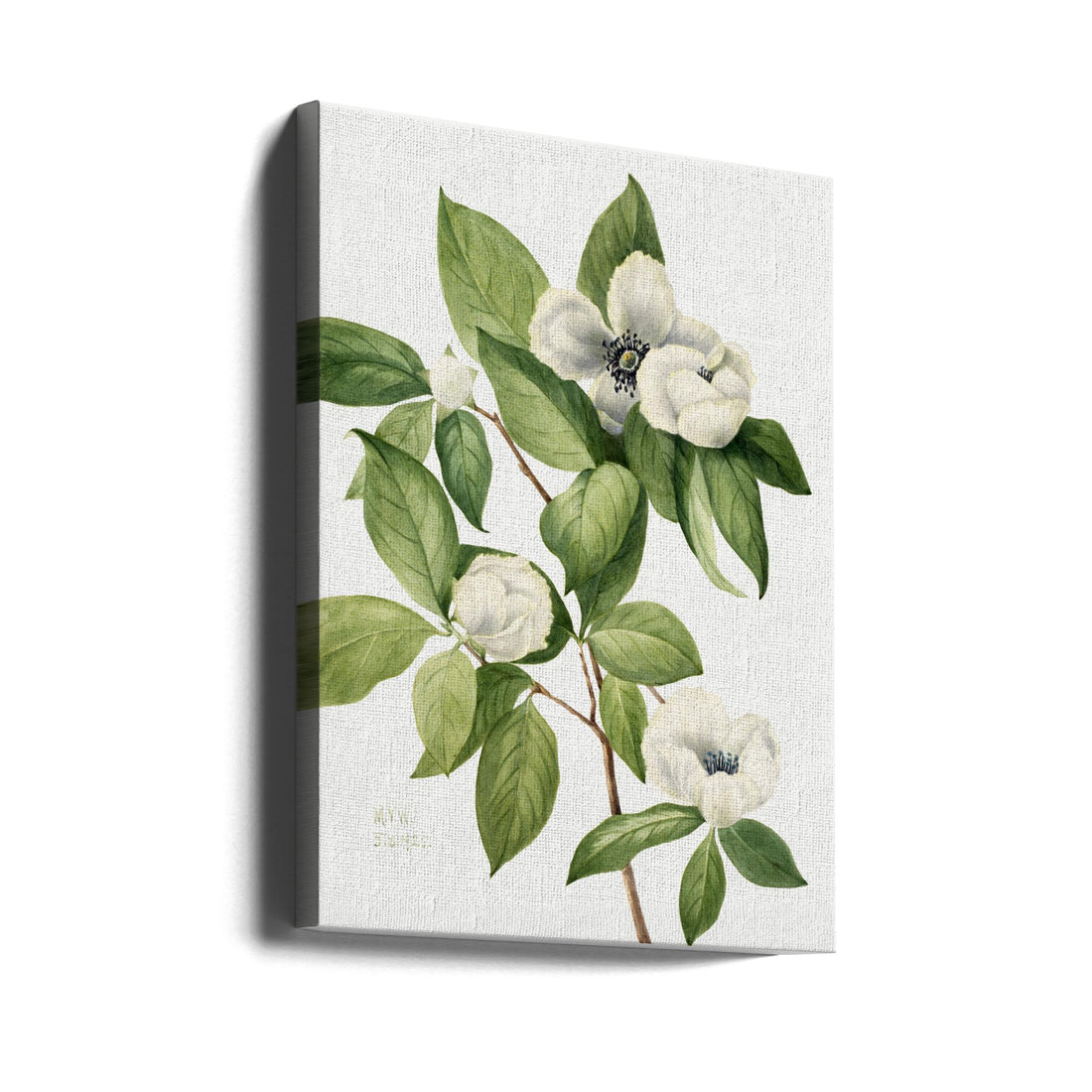 Virginia Stewartia by Mary Vaux Walcott | Vintage Botanical Watercolor, Large Canvas Wall Art Print | Artsy Earth