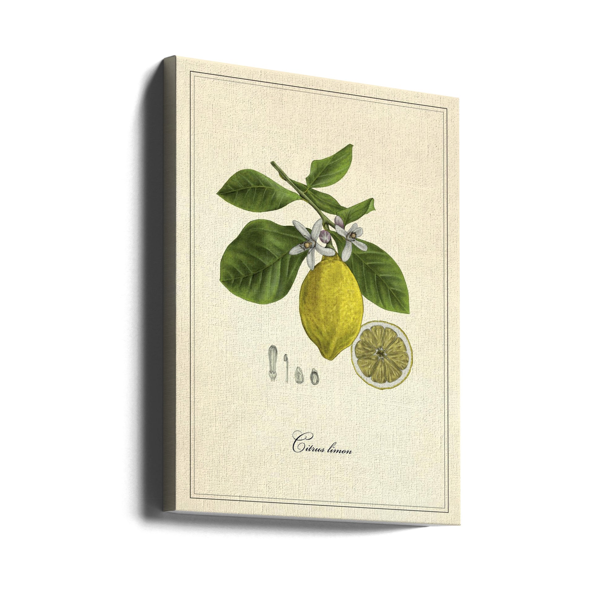 Botanical Lemon Art by Giulia Borsi | Vintage Botanical Illustration, Large Canvas Wall Art Print | Artsy Earth