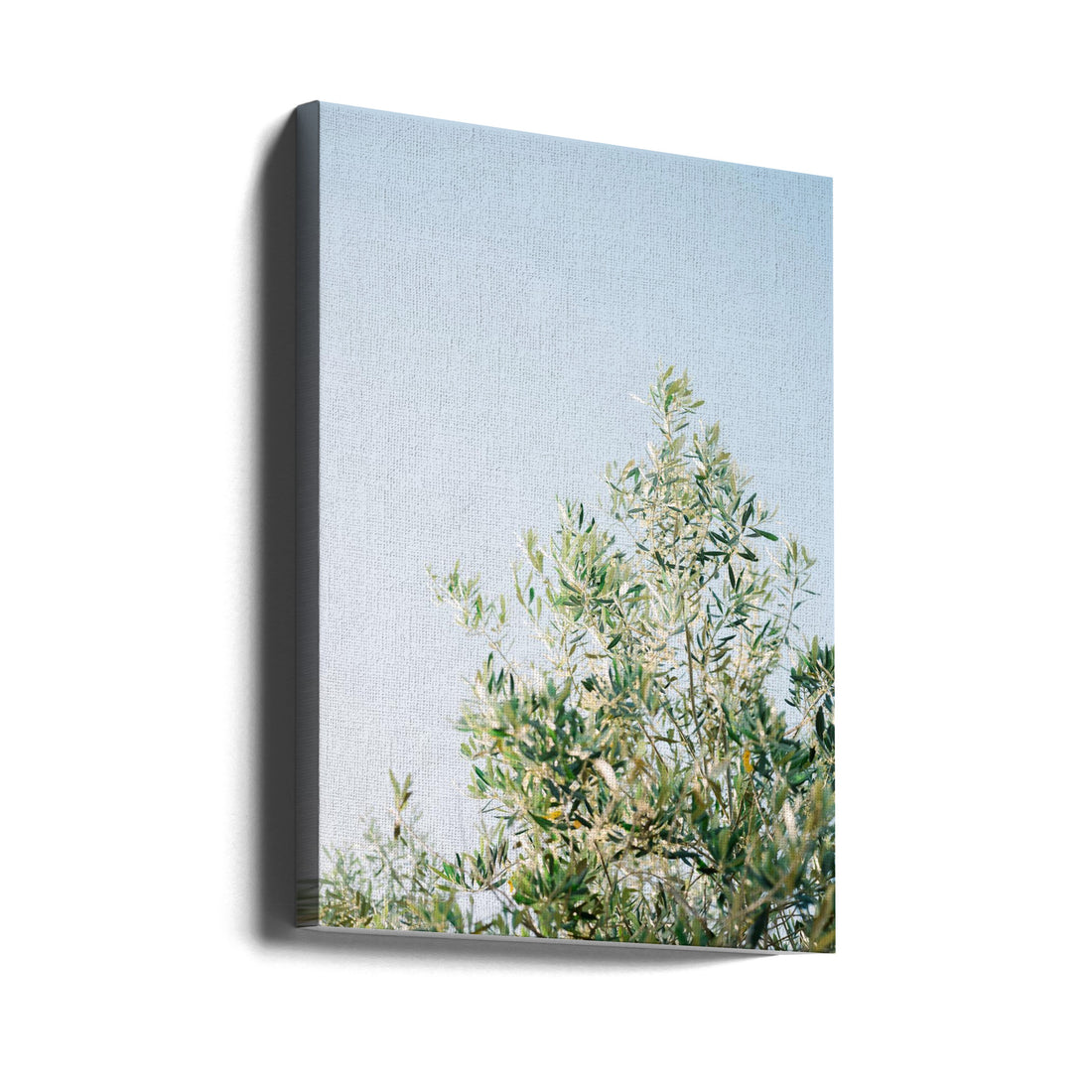 Olives In Ostuni by Raisa Zwart | Italian Botanical Nature, Large Canvas Wall Art Print | Artsy Earth