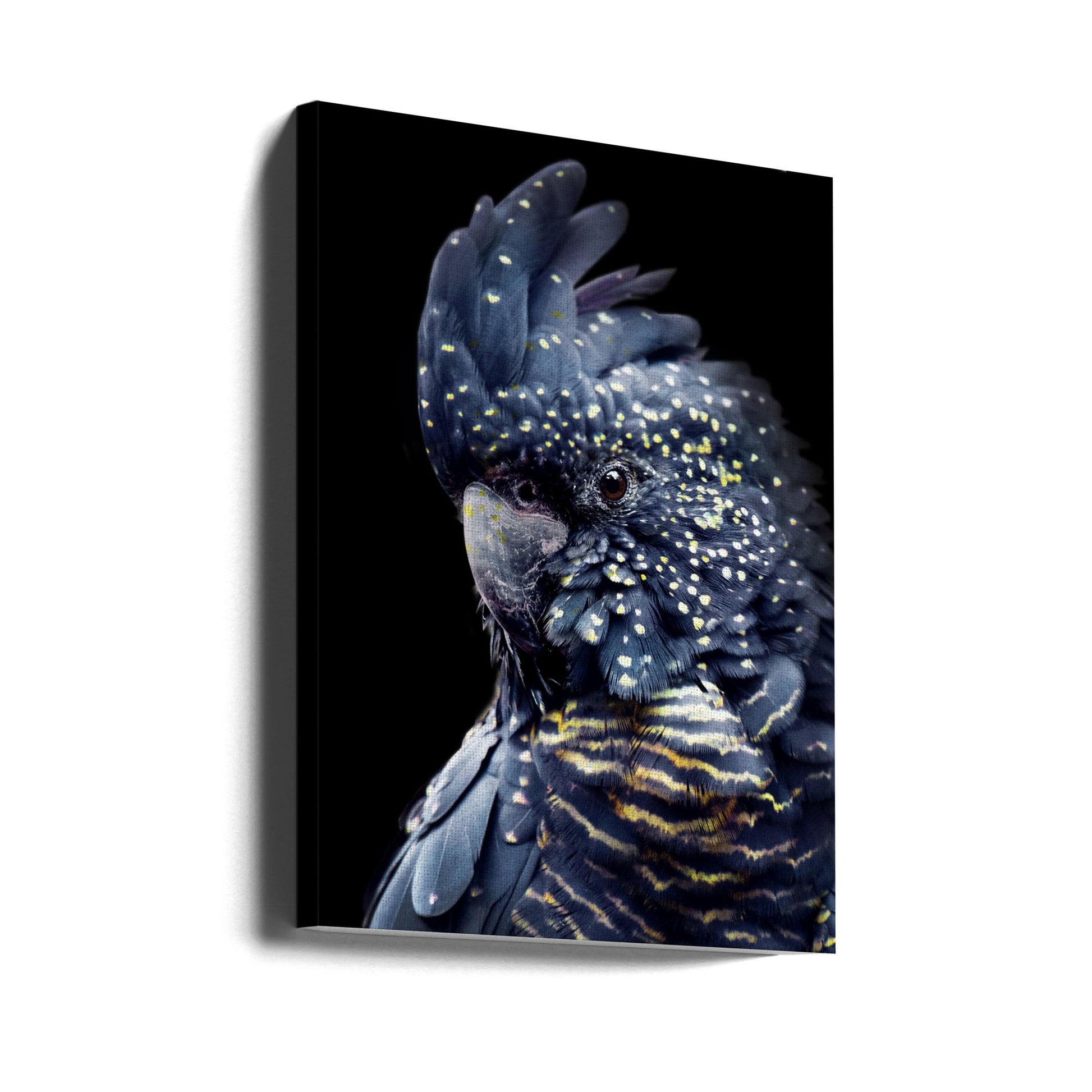 Black Cockatoo by Lola Peacock | Wildlife Bird Illustration, Large Canvas Wall Art Print | Artsy Earth