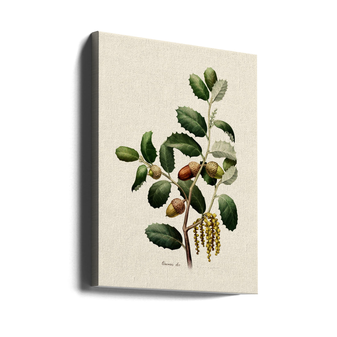 Quercus Ilex Botany by Juan Hernaz | Classical Botanical Illustration, Large Canvas Wall Art Print | Artsy Earth