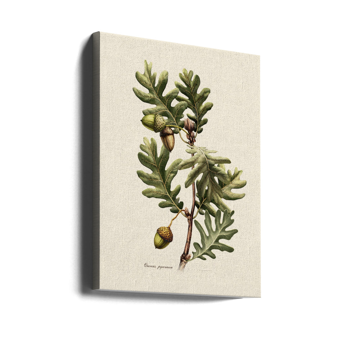 Botanical Oak Tree by Juan Hernaz | Classic Botanical Illustration, Large Canvas Wall Art Print | Artsy Earth