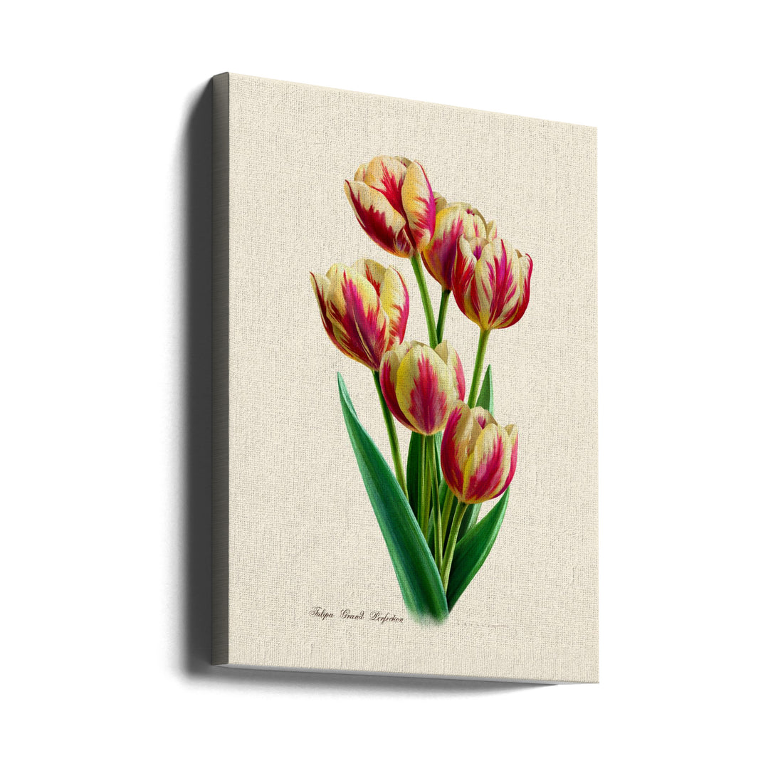 Botanical Tulip Illustration by Juan Hernaz | Classic Floral Plate, Large Canvas Wall Art Print | Artsy Earth