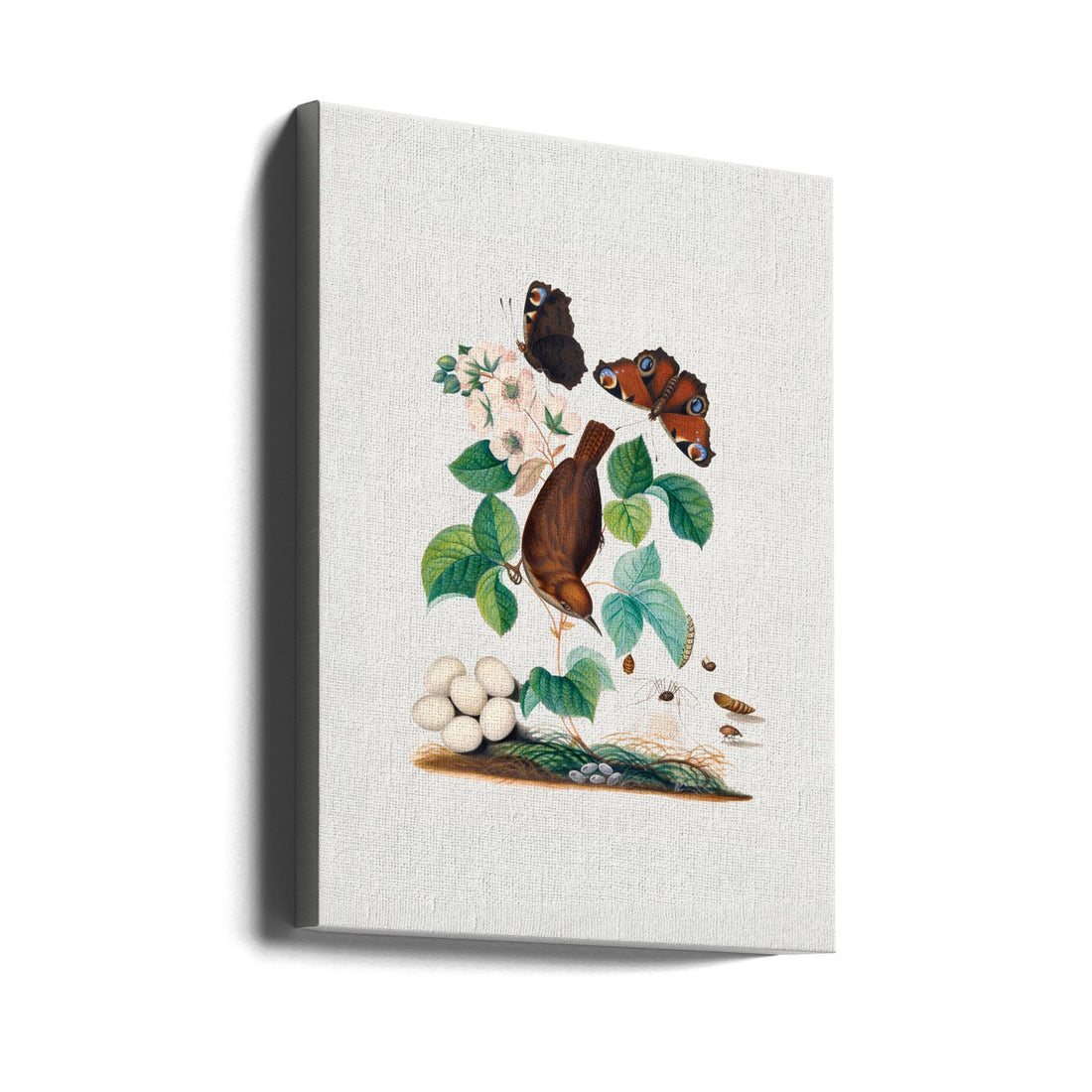 House Wren by James Bolton | Painted Animal Illustration, Large Canvas Wall Art Print | Artsy Earth