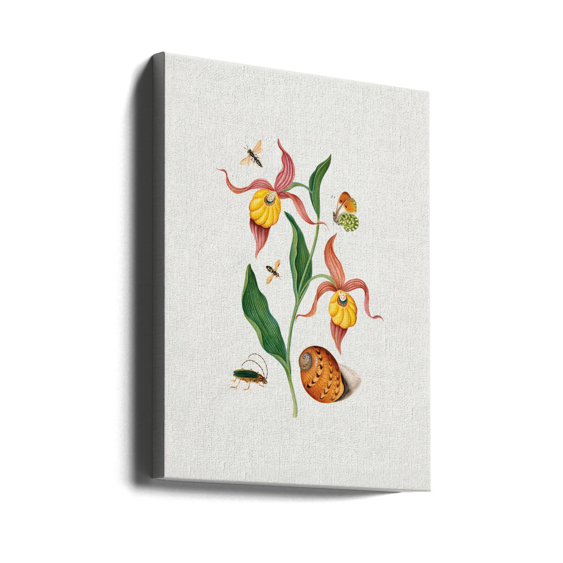 Lady's slipper orchid by James Bolton | Botanical Flower Drawing, Large Canvas Wall Art Print | Artsy Earth