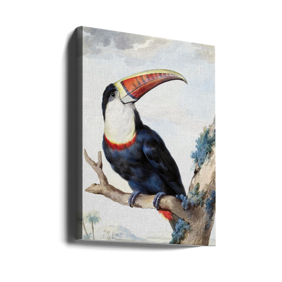 Colorful Toucan Art by Aert Schouman | Painted Toucan, Large Canvas Wall Art Print | Artsy Earth