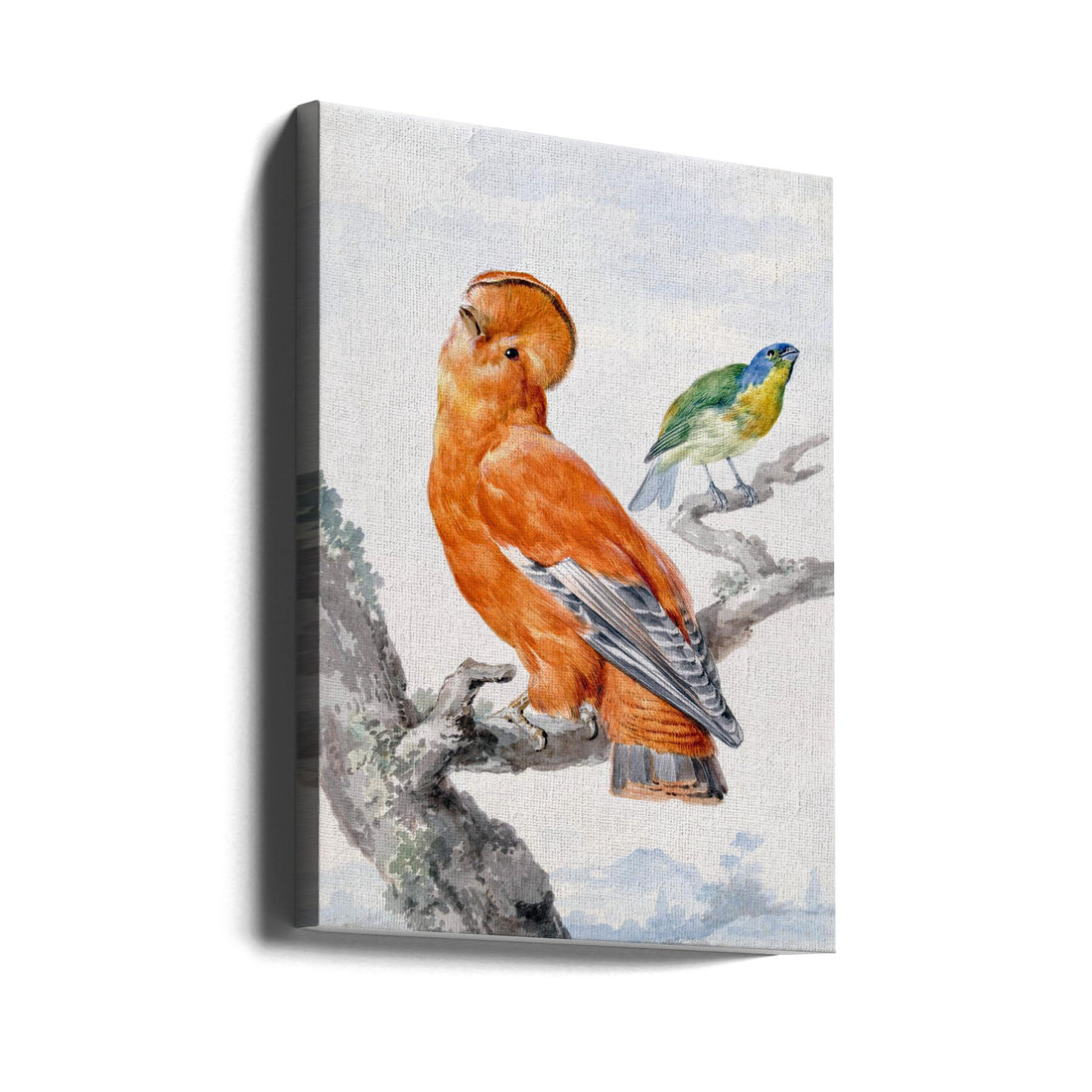 Two Exotic Birds by Aert Schouman | Animals Illustration, Large Canvas Wall Art Print | Artsy Earth