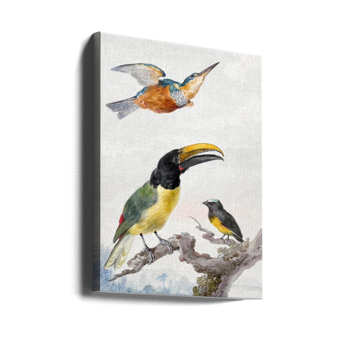 Three Birds Painting by Aert Schouman | Birds Illustration, Large Canvas Wall Art Print | Artsy Earth