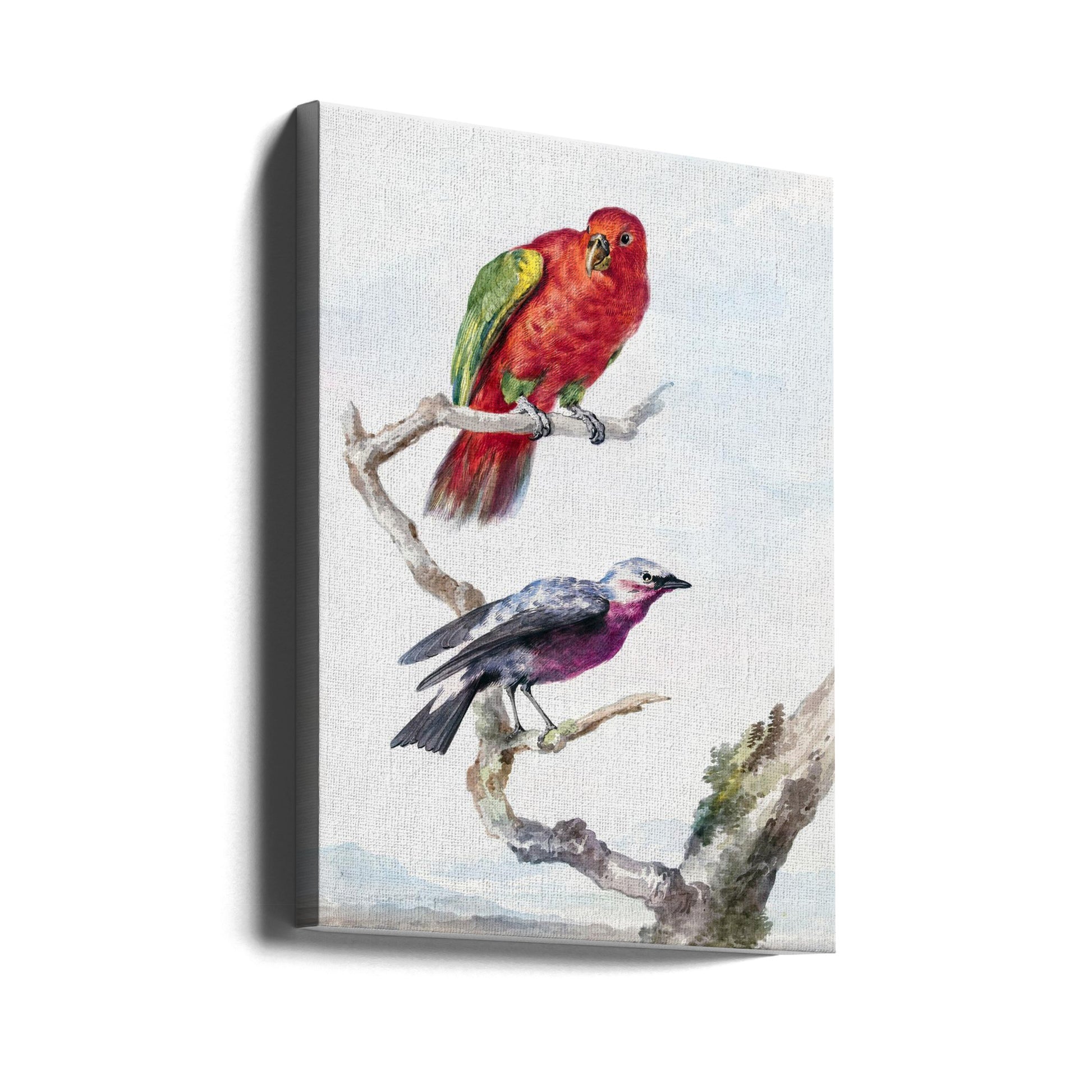 Two Birds on Branch by Aert Schouman | Parrot Painting, Large Canvas Wall Art Print | Artsy Earth