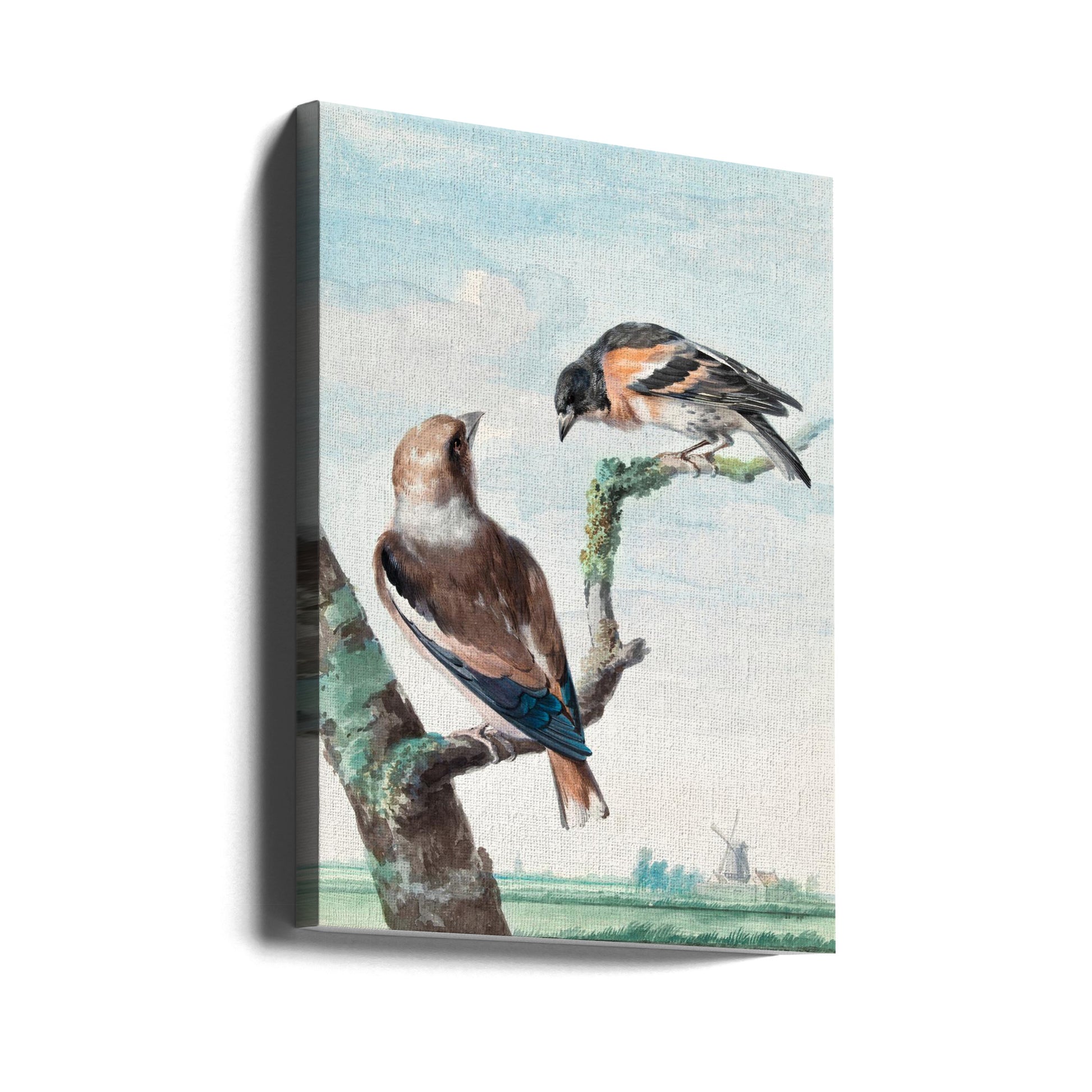 Two Birds Hawfinch by Aert Schouman | Animal Illustration, Large Canvas Wall Art Print | Artsy Earth