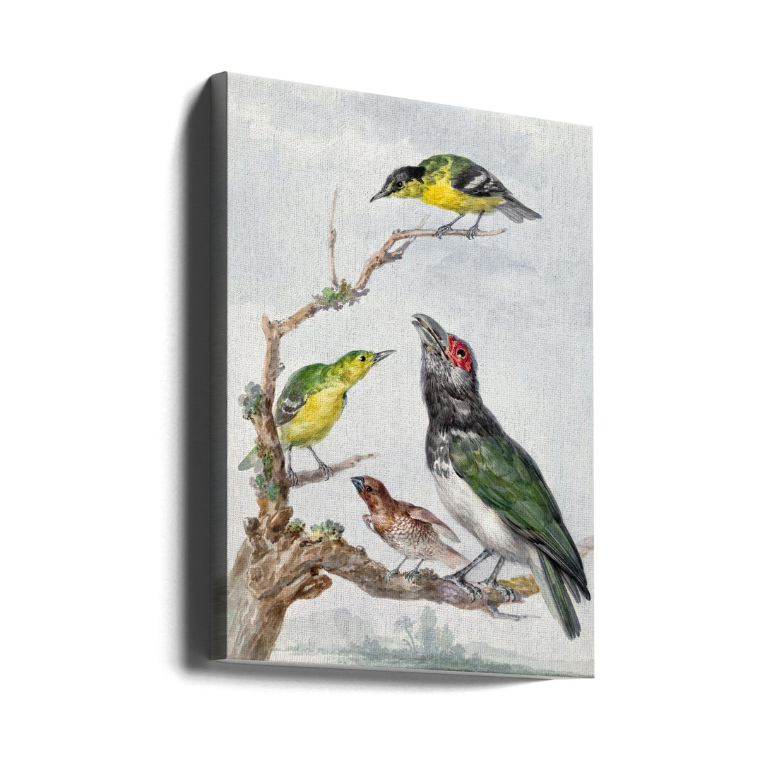 Four Different Birds On a Branch by Aert Schouman | Birds Illustration, Large Canvas Wall Art Print | Artsy Earth