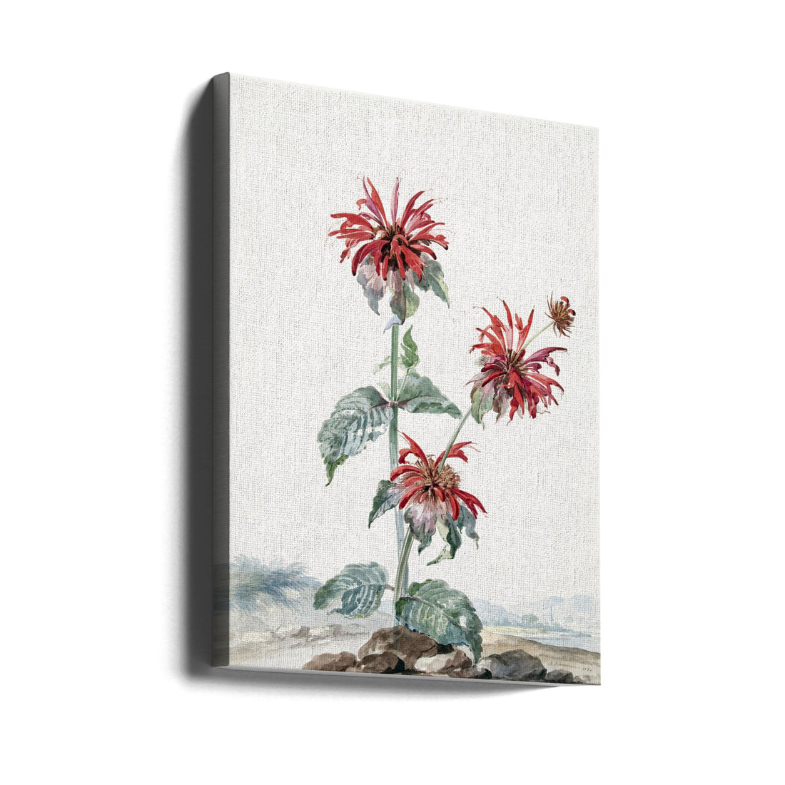 A Red Bergamot In a Landscape by Aert Schouman | Botanical Flower, Large Canvas Wall Art Print | Artsy Earth