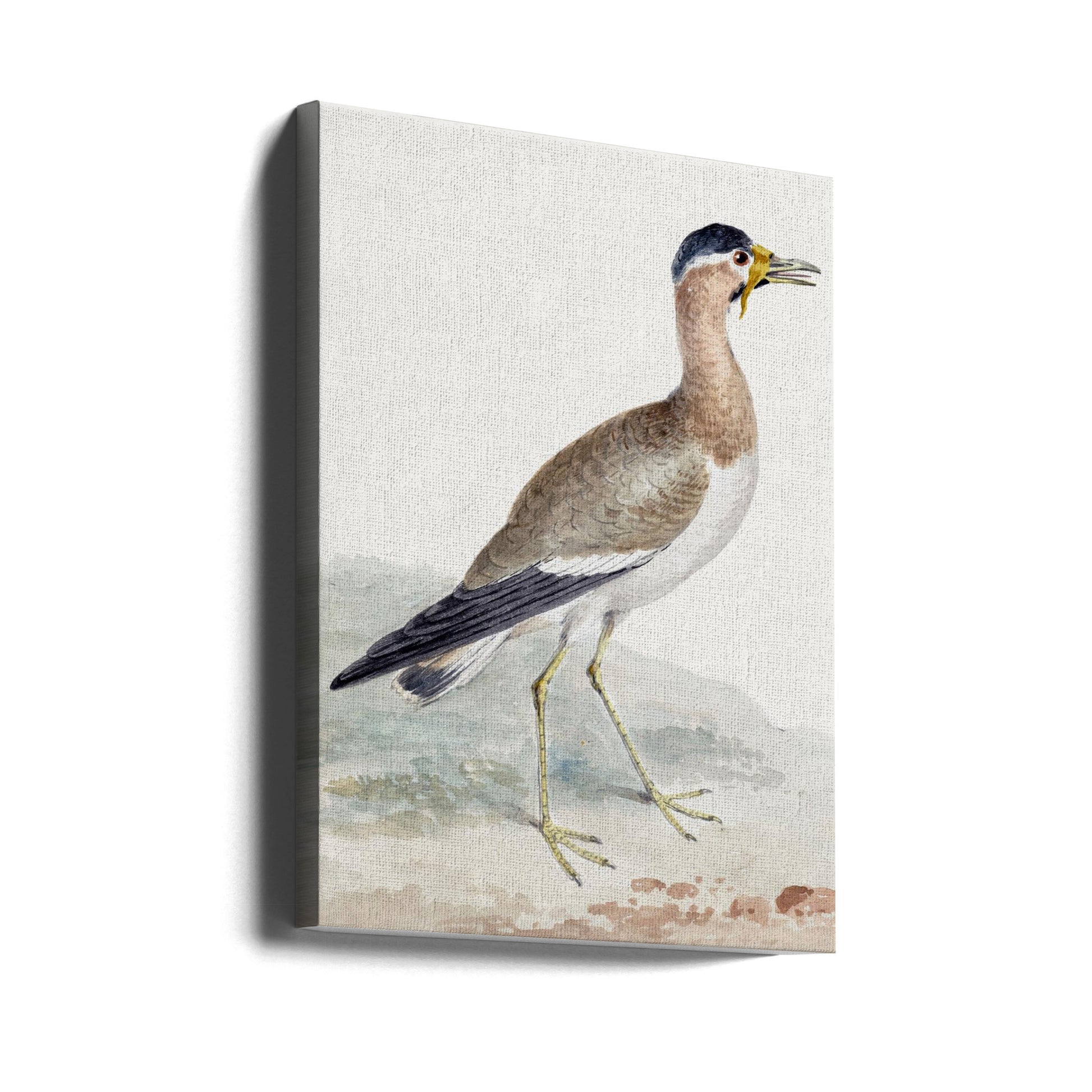 Yellow Wattled Lapwing by Aert Schouman | Aquatic Bird Drawing, Large Canvas Wall Art Print | Artsy Earth