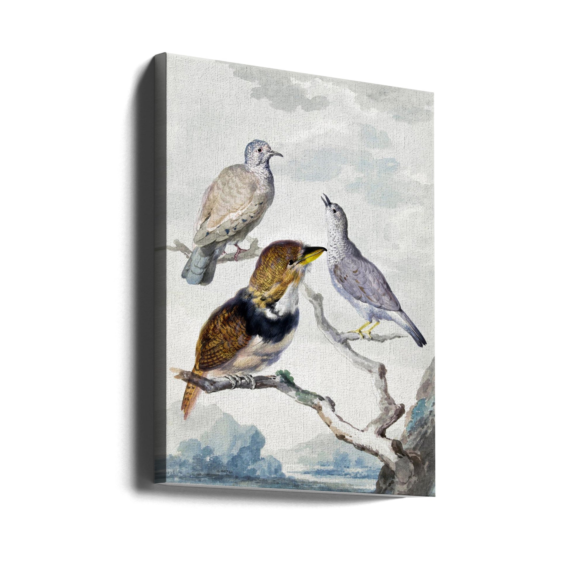 Three Birds Painting by Aert Schouman | Birds Illustration, Large Canvas Wall Art Print | Artsy Earth