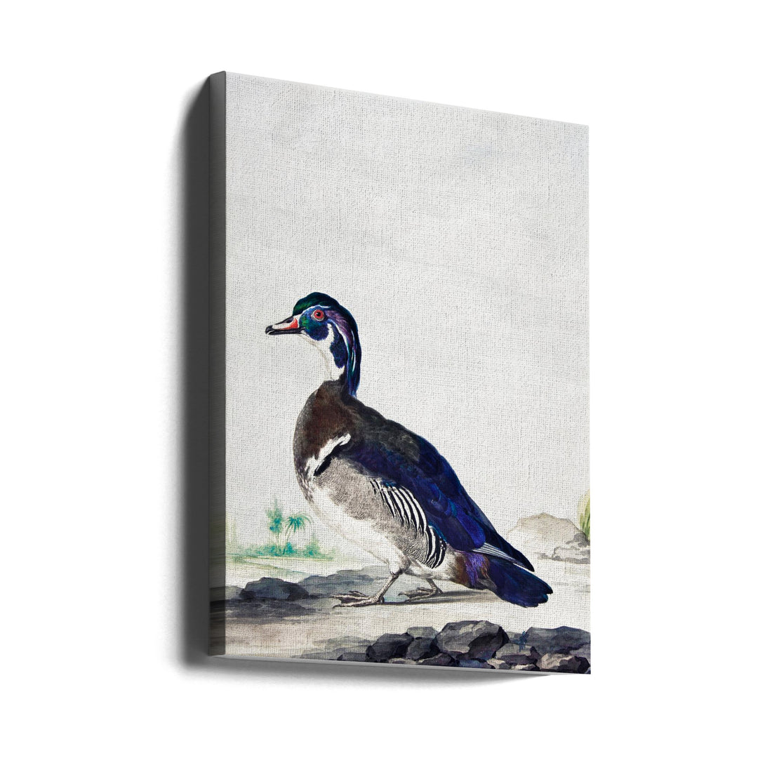 Painted Duck by Aert Schouman | Aquatic Bird Drawing, Large Canvas Wall Art Print | Artsy Earth