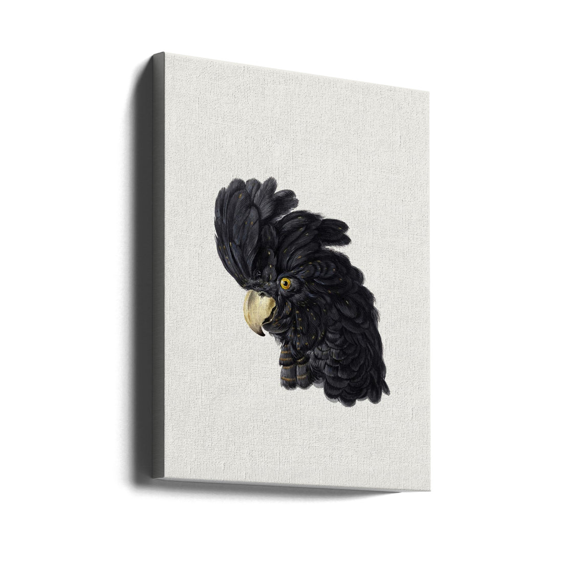 Cockatoo Toy Art by Aert Schouman | Animals Illustration, Large Canvas Wall Art Print | Artsy Earth