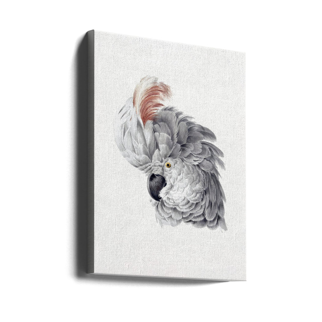 Vintage Cockatoo Art by Aert Schouman | Cockatoo Illustration, Large Canvas Wall Art Print | Artsy Earth