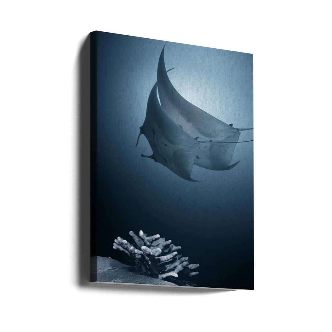 Ocean Ray Dance by Andrey Narchuk | Underwater Wildlife Romance, Large Canvas Wall Art Print | Artsy Earth