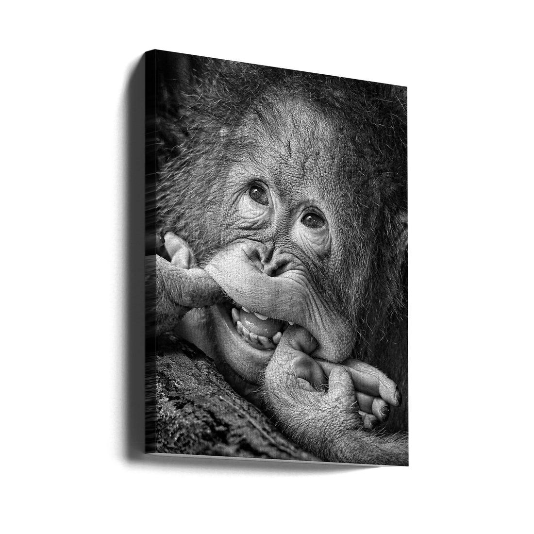 Big Smile by Angela Muliani Hartojo | Happy Primate Expression, Large Canvas Wall Art Print | Artsy Earth