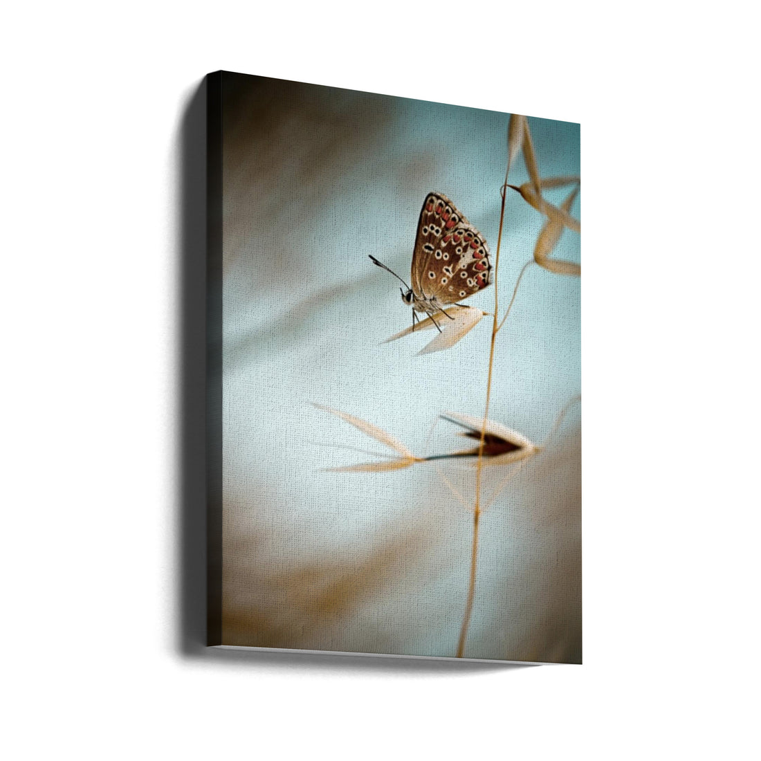 Dream in blue by Fabien Bravin | Macro Butterfly Close-up, Large Canvas Wall Art Print | Artsy Earth