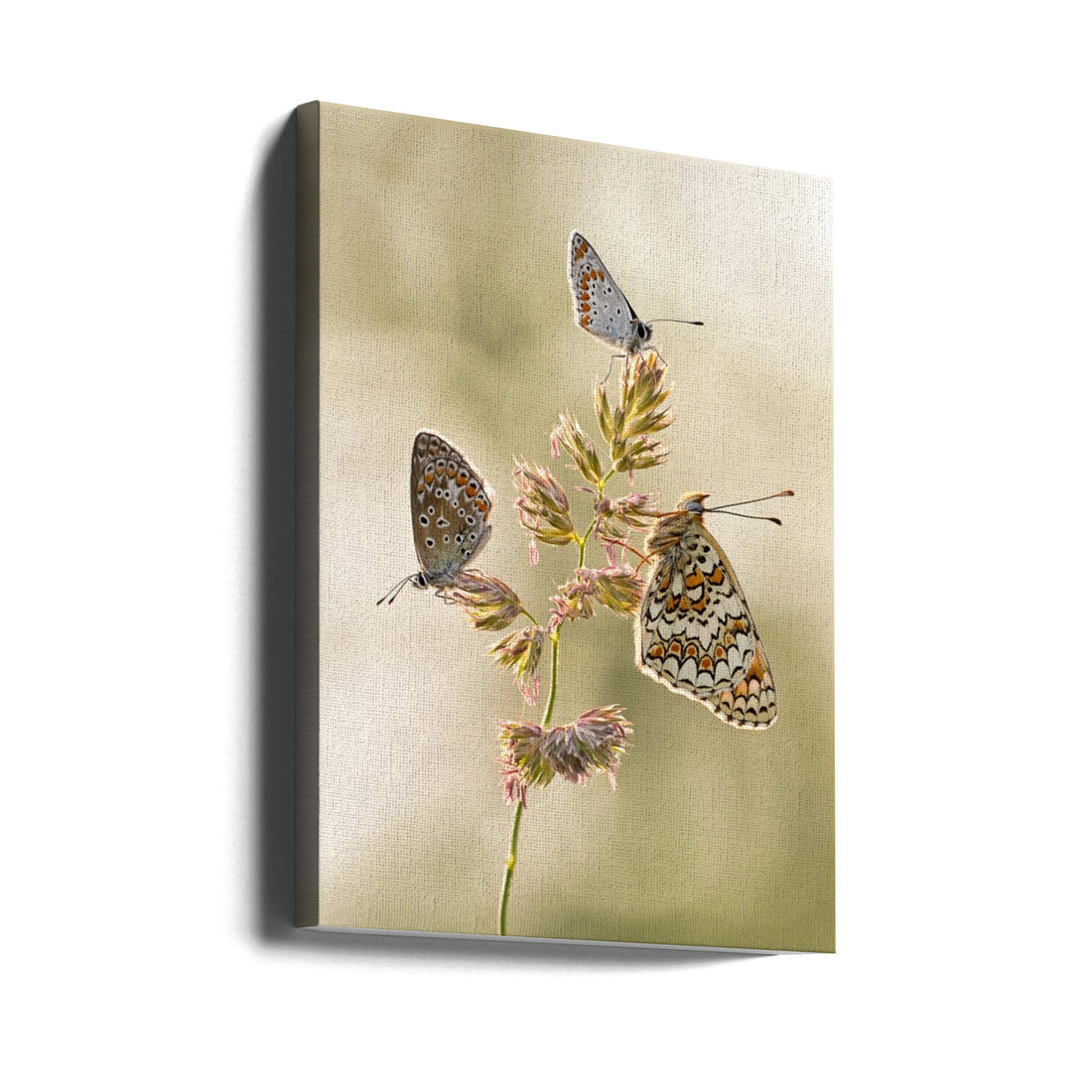 Insect Macro Trio by Fabien Bravin | Butterfly Close-up, Large Canvas Wall Art Print | Artsy Earth