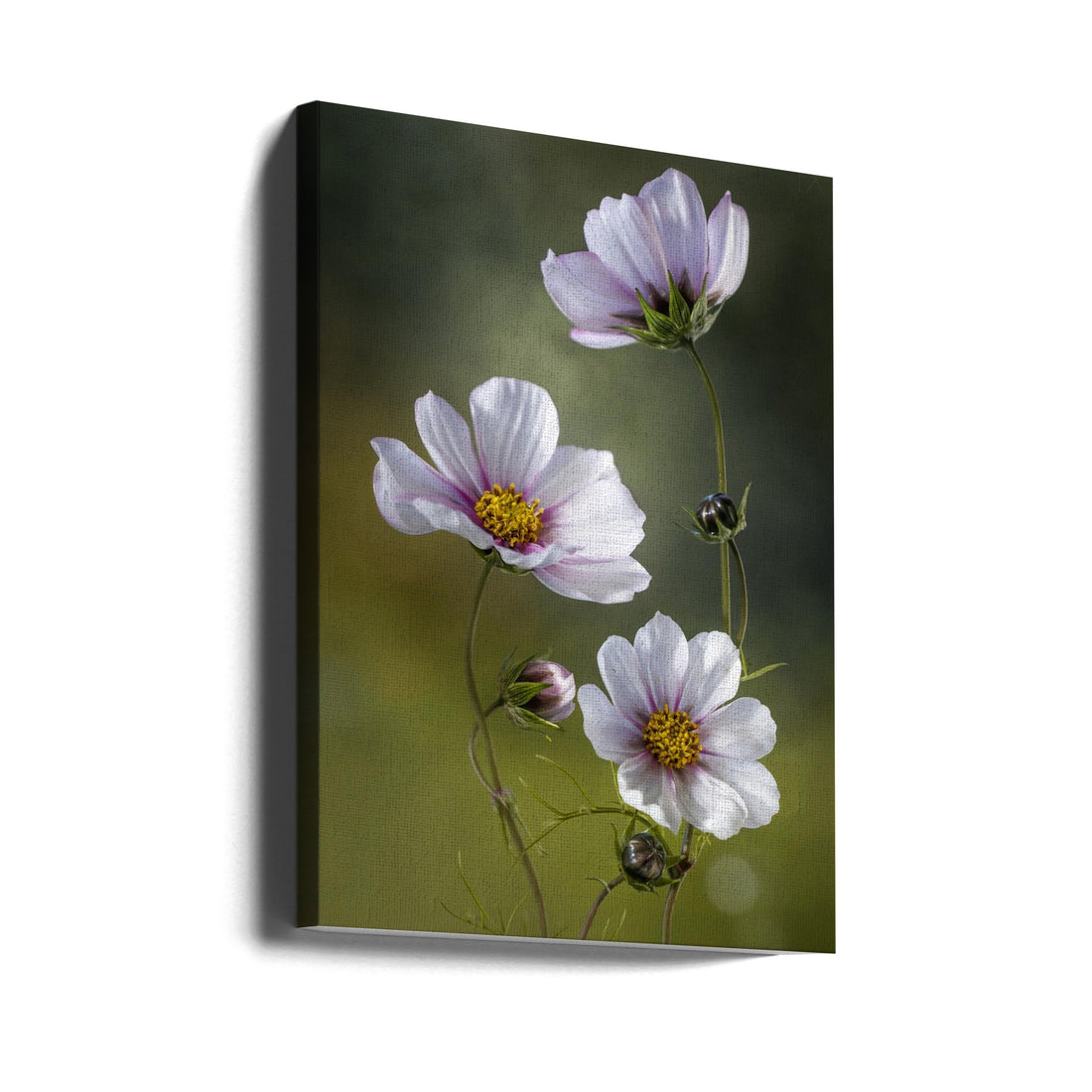 Cosmos Flowers by Mandy Disher | Botanical Garden Flora, Large Canvas Wall Art Print | Artsy Earth