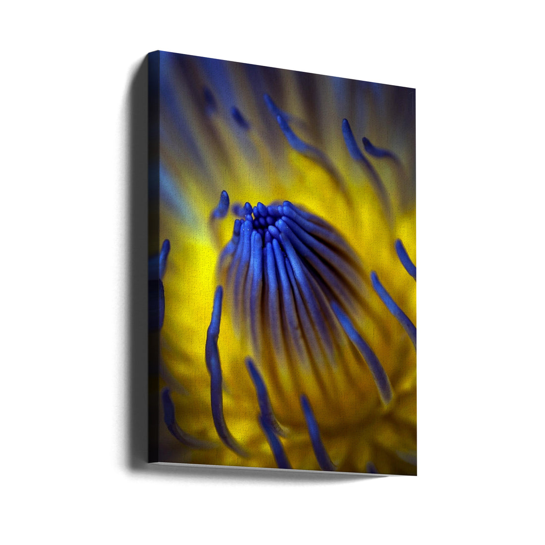 Water Lily Closeup by Antonyus Bunjamin (abe) | Botanical Flora Macro, Large Canvas Wall Art Print | Artsy Earth