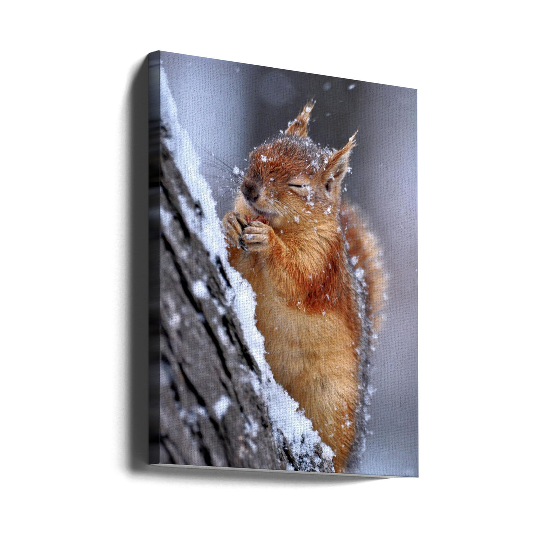 Winter Wildlife by Ervin Kobakçi | Cute Furry Squirrel, Large Canvas Wall Art Print | Artsy Earth