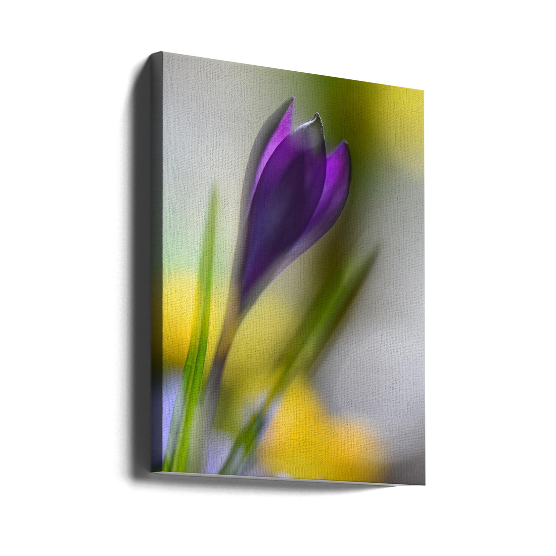 Purple Crocus Sunbeam by Heidi Westum | Macro Floral Botanical, Large Canvas Wall Art Print | Artsy Earth