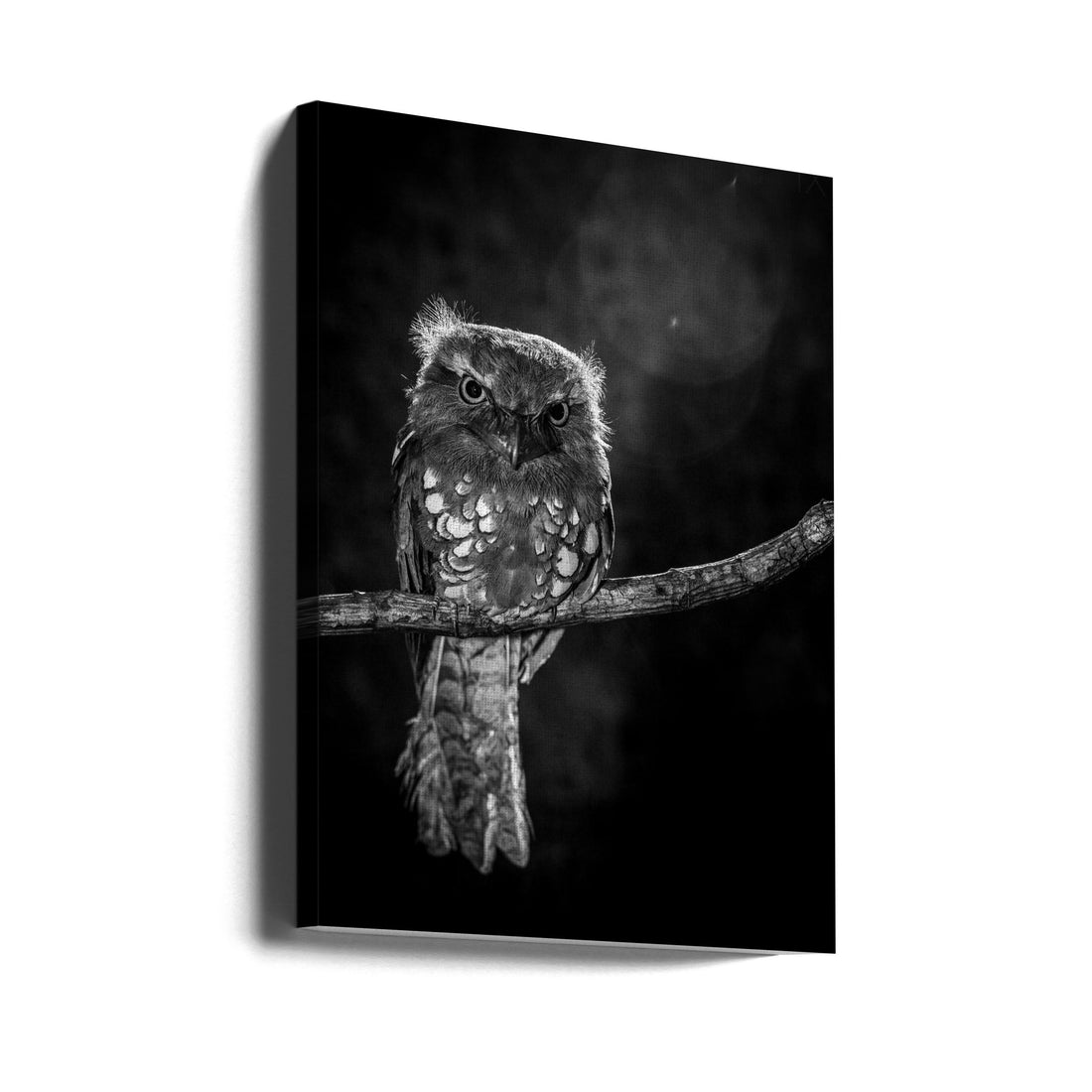 Alone in the night by Wilianto | Wildlife Night Bird, Large Canvas Wall Art Print | Artsy Earth