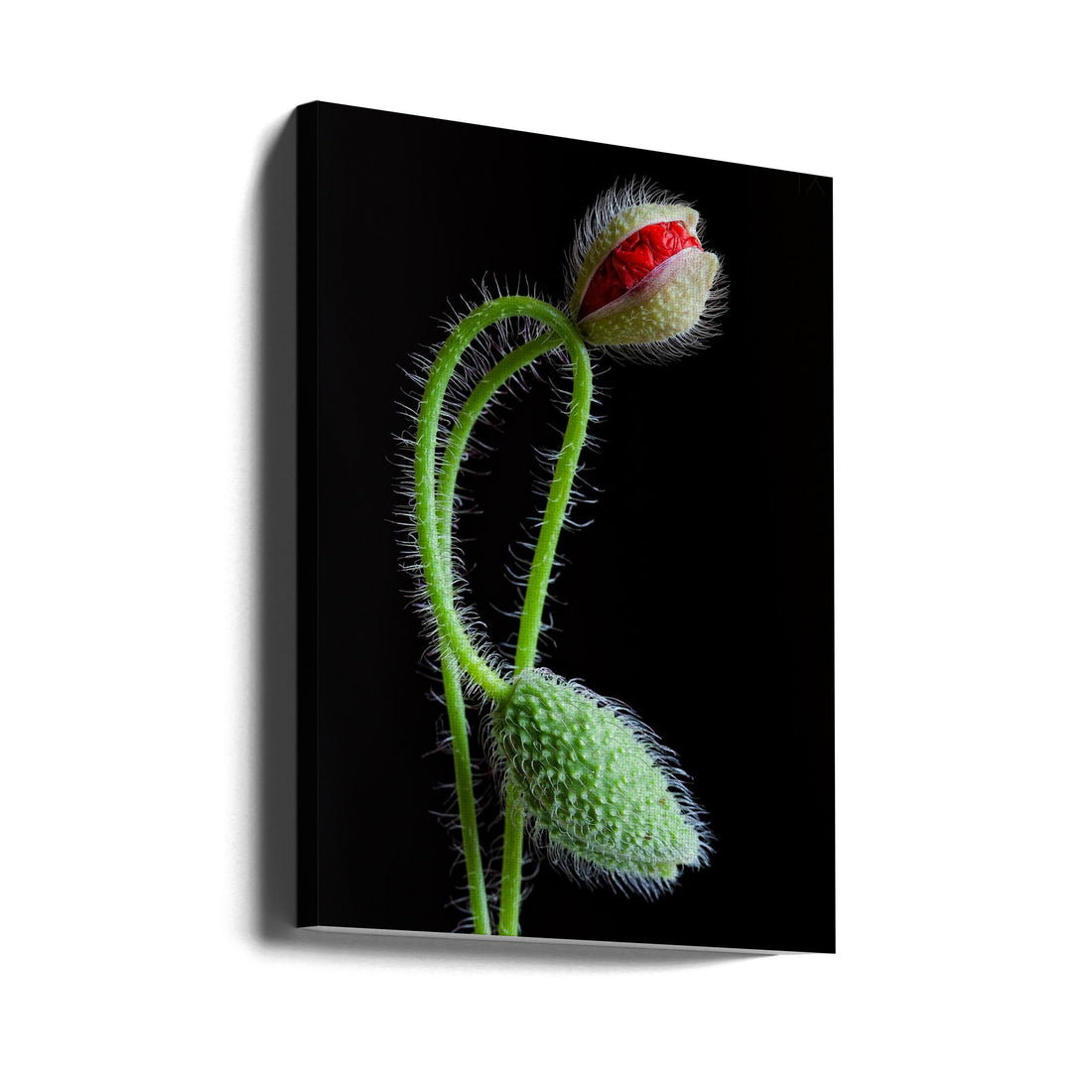 Interlaced Poppy Stems by Art Lionse | Botanical Floral Macro, Large Canvas Wall Art Print | Artsy Earth