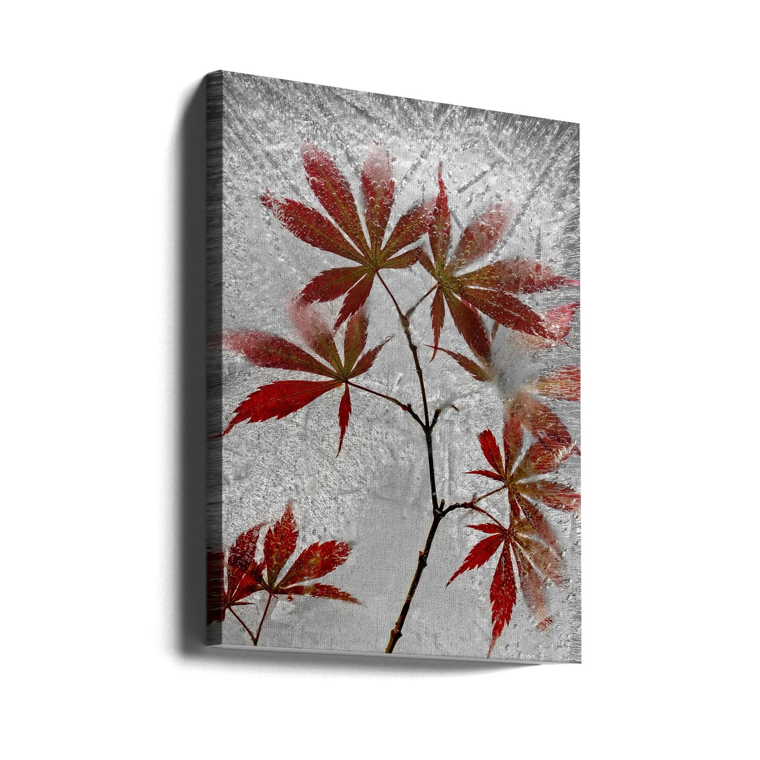 Red Maple by Secundino Losada | Frozen Maple Leaves, Large Canvas Wall Art Print | Artsy Earth