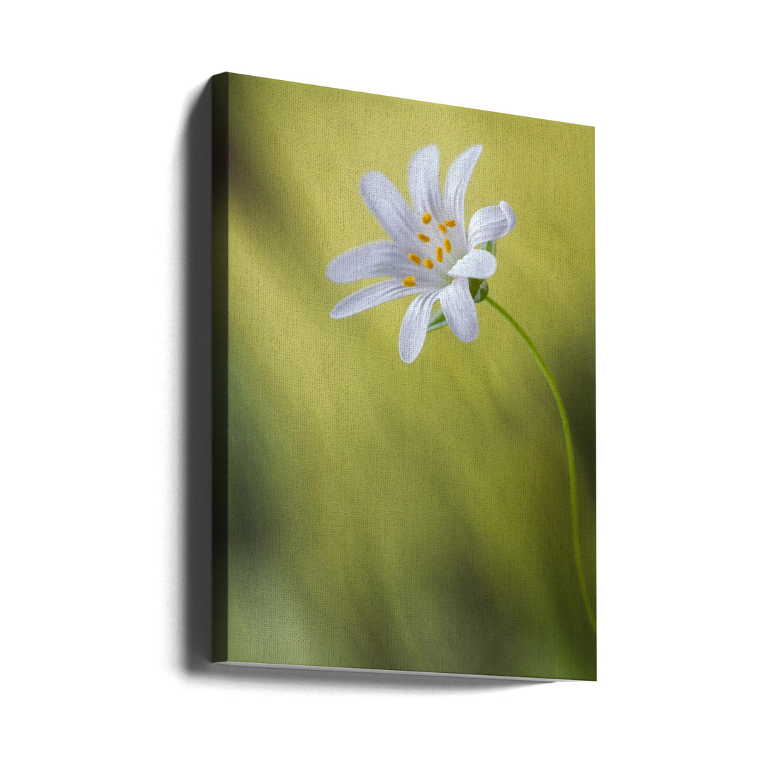 Stitchwort Flower by Mandy Disher | Macro Floral Botanical, Large Canvas Wall Art Print | Artsy Earth