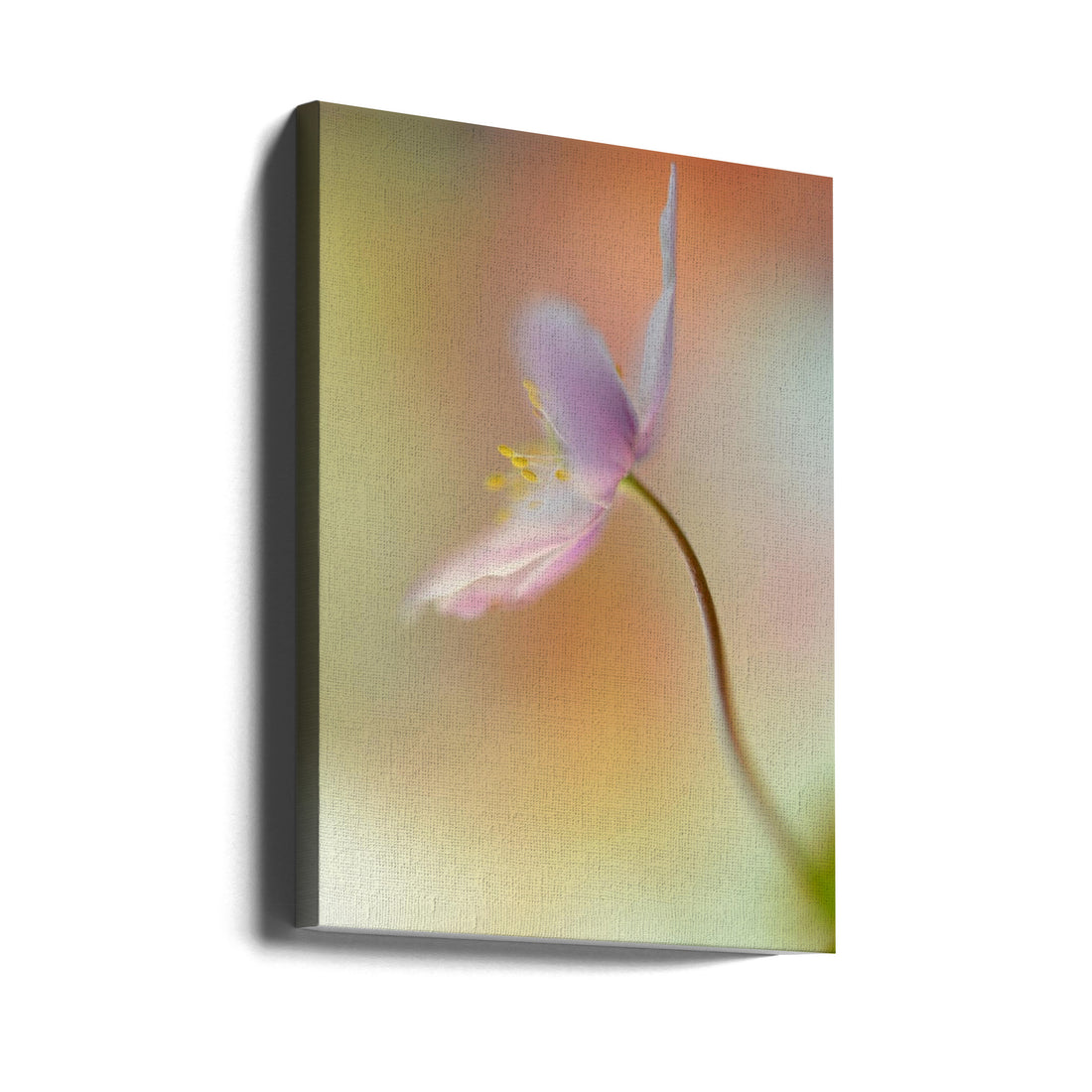 Tender Spring by Heidi Westum | Delicate Floral Macro, Large Canvas Wall Art Print | Artsy Earth