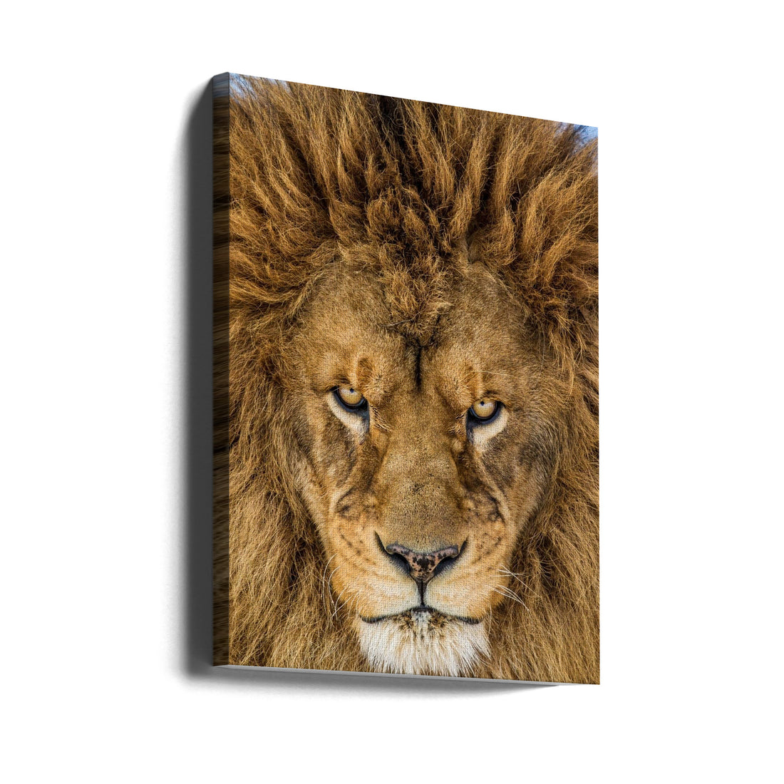 Serious Lion by Mike Centioli | Wild Lion Portrait, Large Canvas Wall Art Print | Artsy Earth