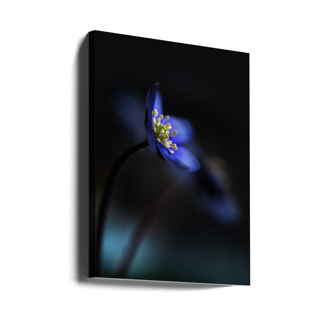 Blue Hepatica Flower by Heidi Westum | Dark Macro Flora, Large Canvas Wall Art Print | Artsy Earth