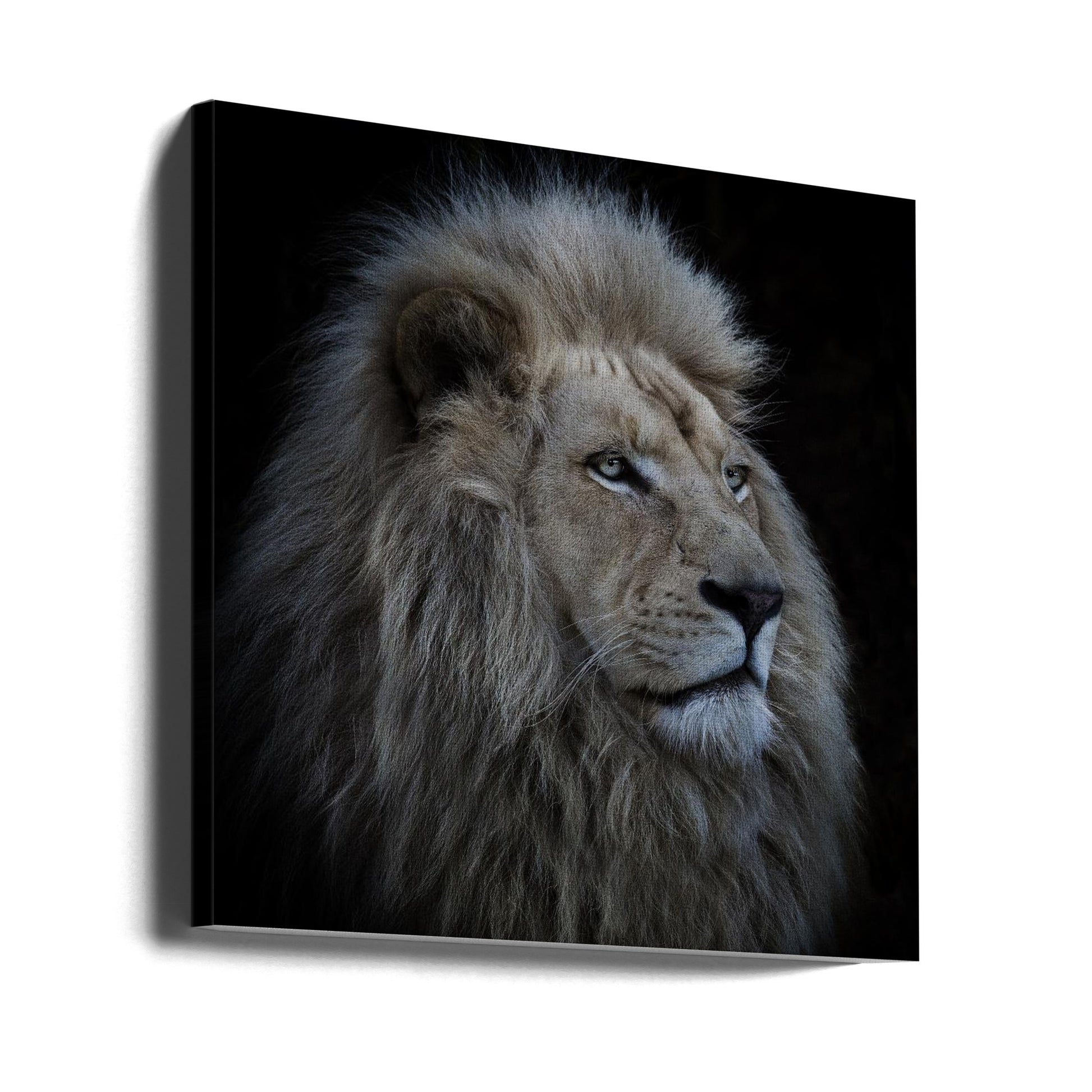 Proud Lion by Louise Wolbers | African Lion Portrait, Large Canvas Wall Art Print | Artsy Earth