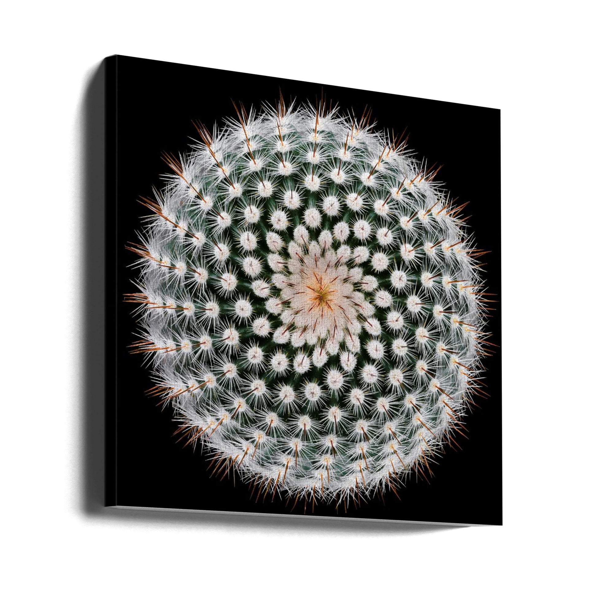 Silver Ball Cactus by Victor Mozqueda | Botanical Macro Pattern, Large Canvas Wall Art Print | Artsy Earth