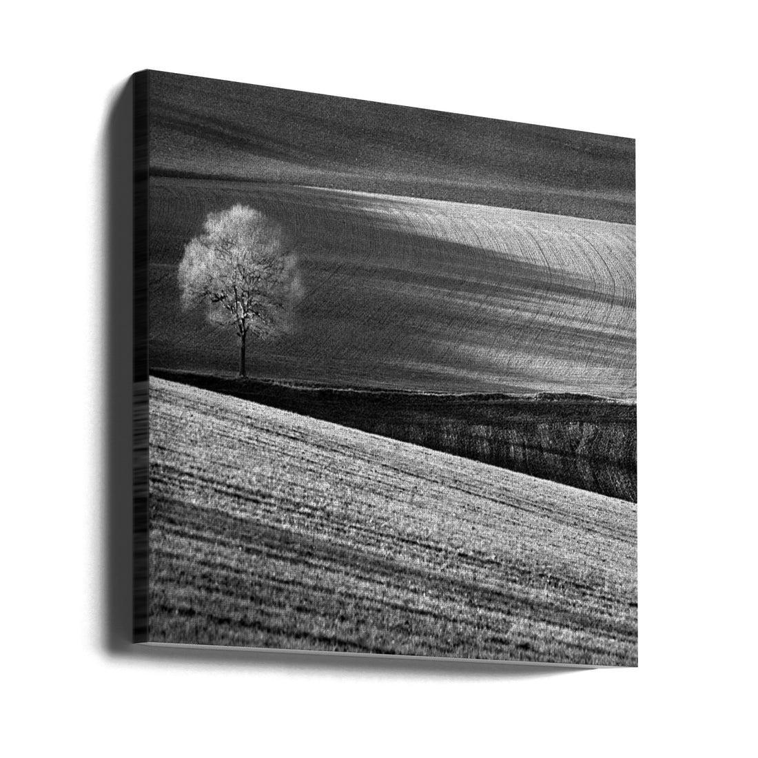 Fields and Tree by Clive Collie | Black And White Landscape, Large Canvas Wall Art Print | Artsy Earth