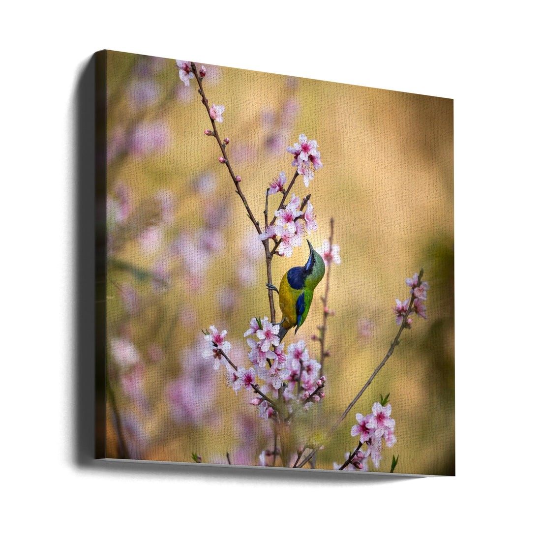 Bird Whispering to the Peach Flower by Jianfeng Wang | Nature Wildlife Art, Large Canvas Wall Art Print | Artsy Earth