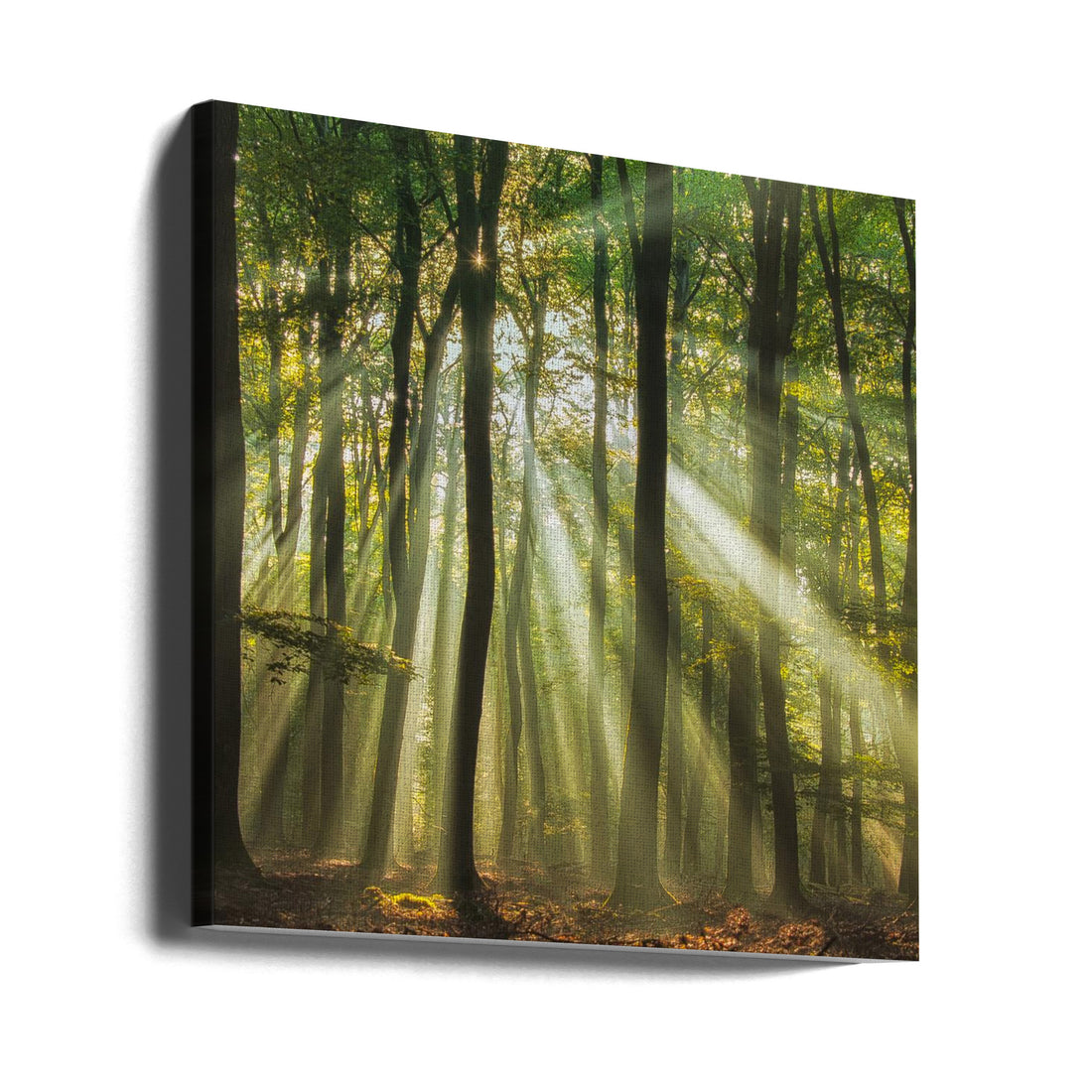 Sunny start to the day by Piet Haaksma | Forest Sunlight Rays, Large Canvas Wall Art Print | Artsy Earth