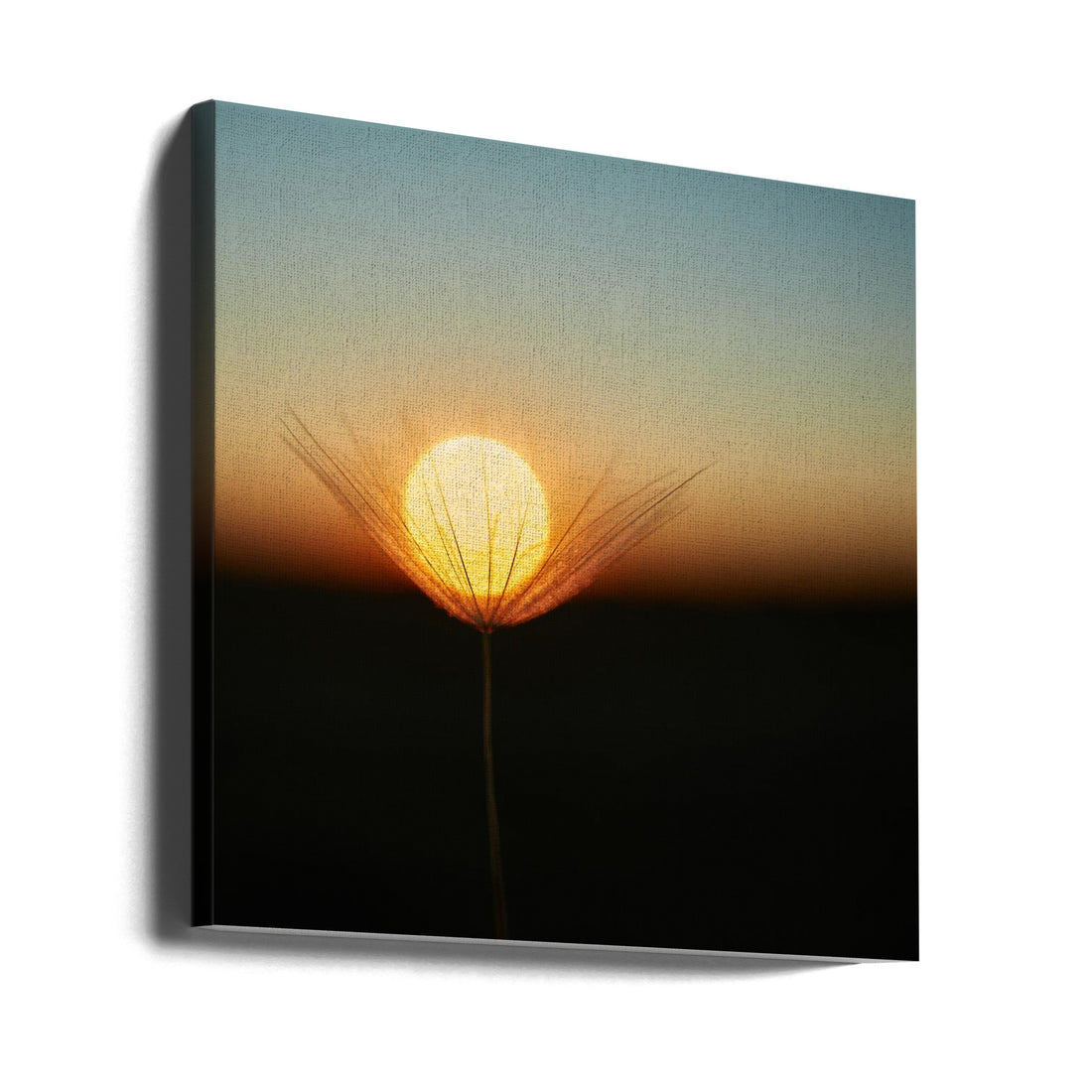 Trapped in a downy tuft by Milan Riha | Delicate Dandelion Macro, Large Canvas Wall Art Print | Artsy Earth